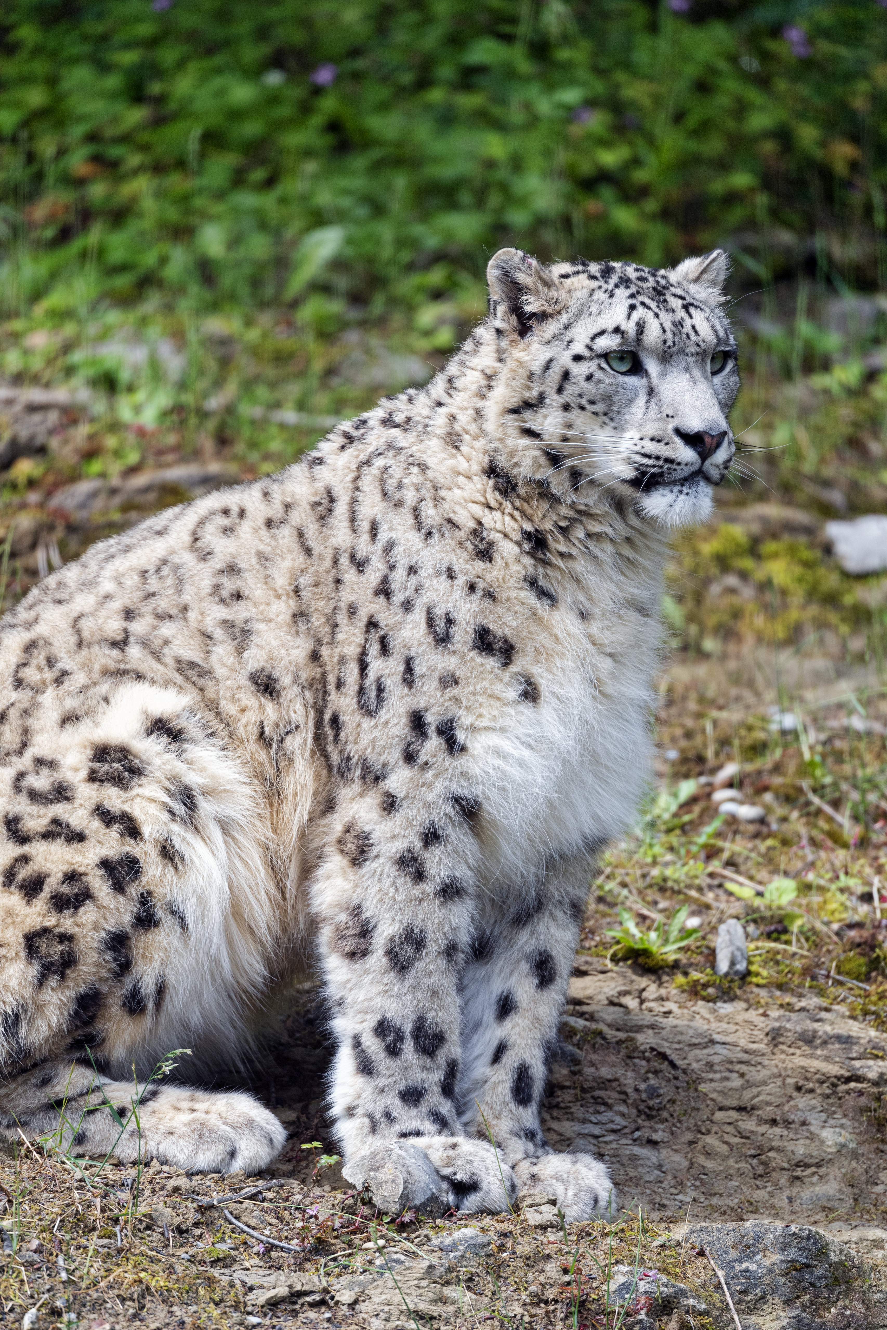 51248 download wallpaper snow leopard, animals, grass, predator, big cat, stains, spots screensavers and pictures for free