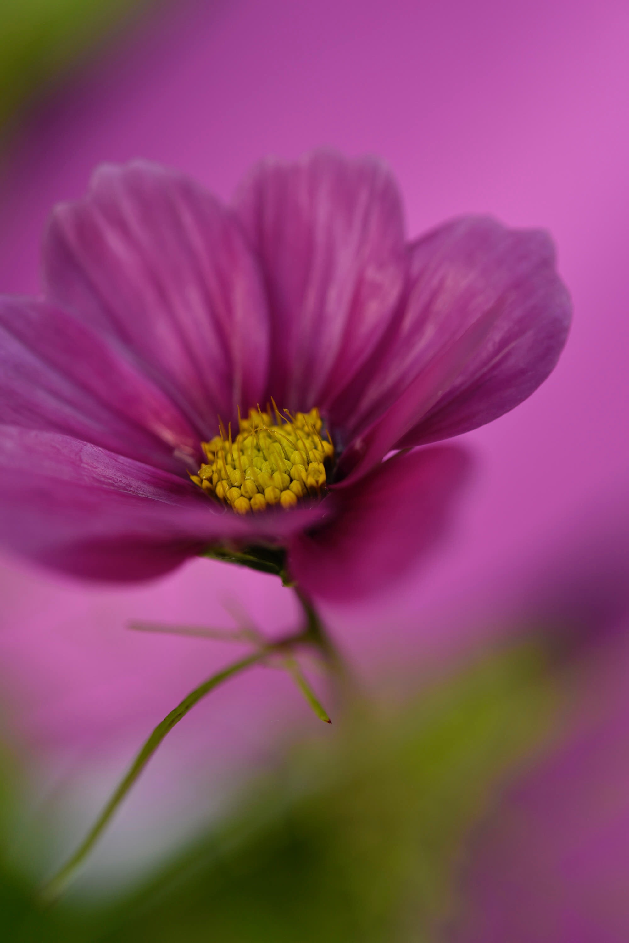 112036 Hintergrundbild herunterladen violett, blume, pflanze, makro, lila, kosmeya, kosmos - Bildschirmschoner und Bilder kostenlos