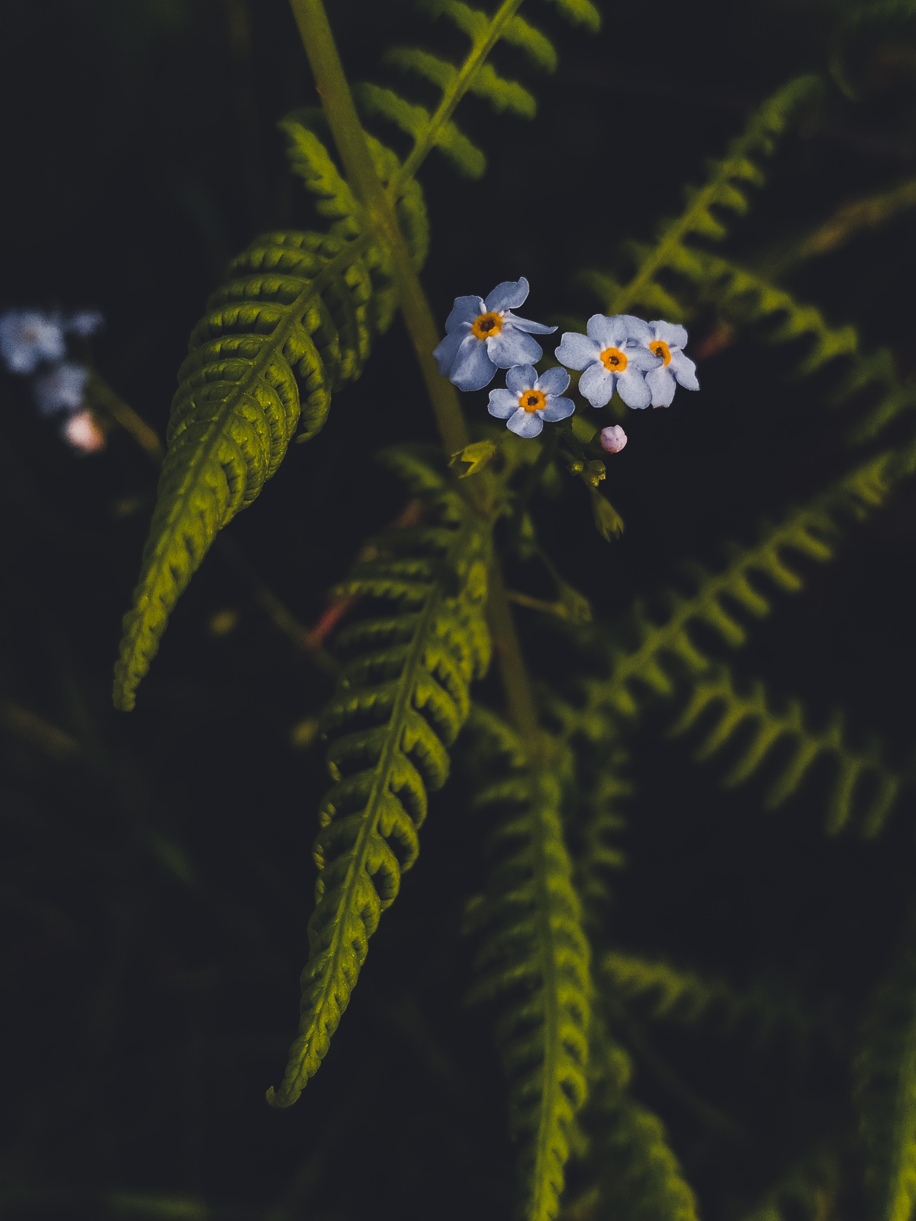 flowers, leaves, plant, macro, petals phone background