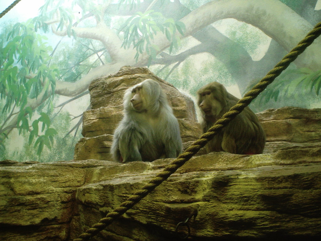 Mobile Wallpaper Monkey animal