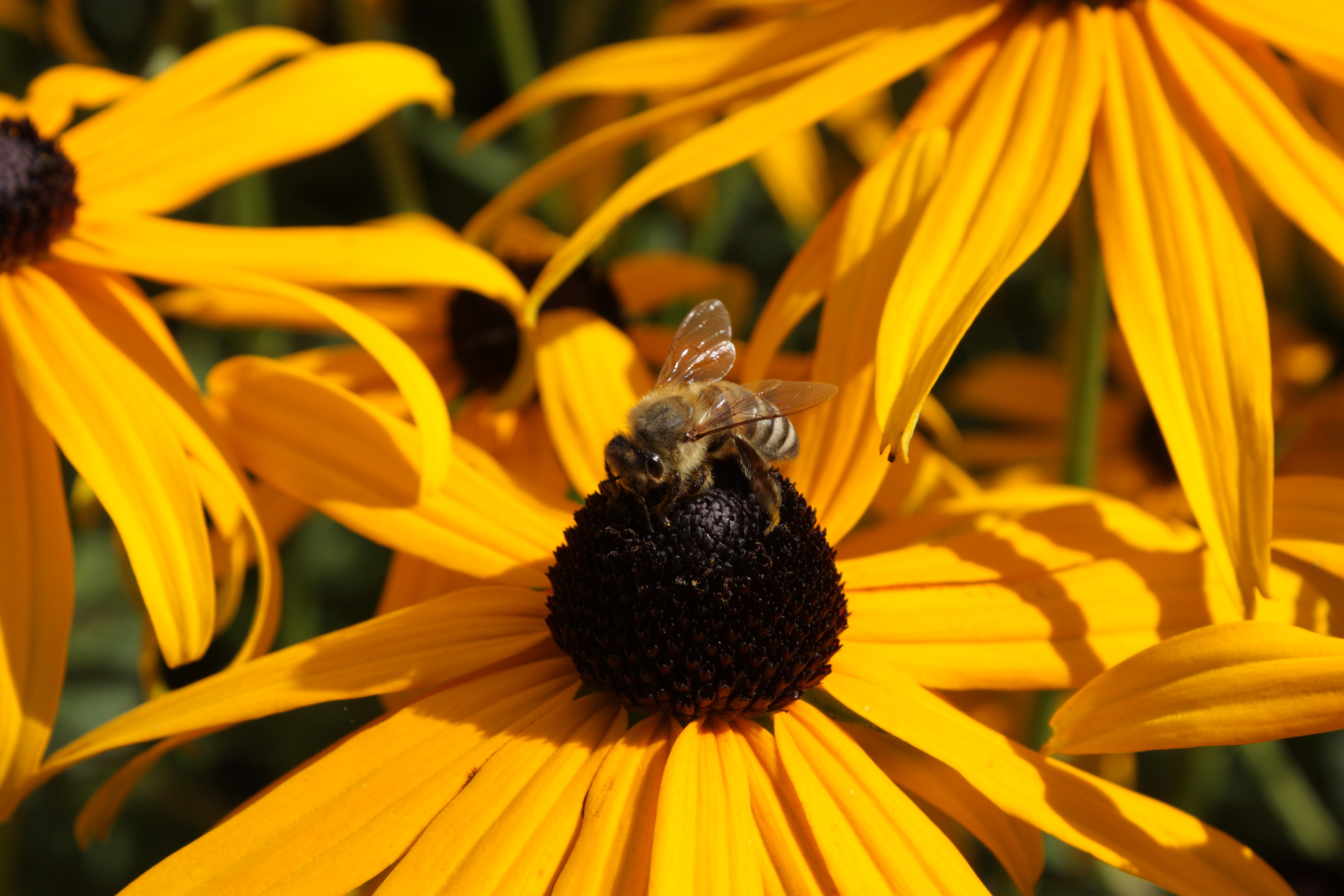 110172 Bildschirmschoner und Hintergrundbilder Biene auf Ihrem Telefon. Laden Sie blume, makro, biene, bestäubung, echinacea Bilder kostenlos herunter