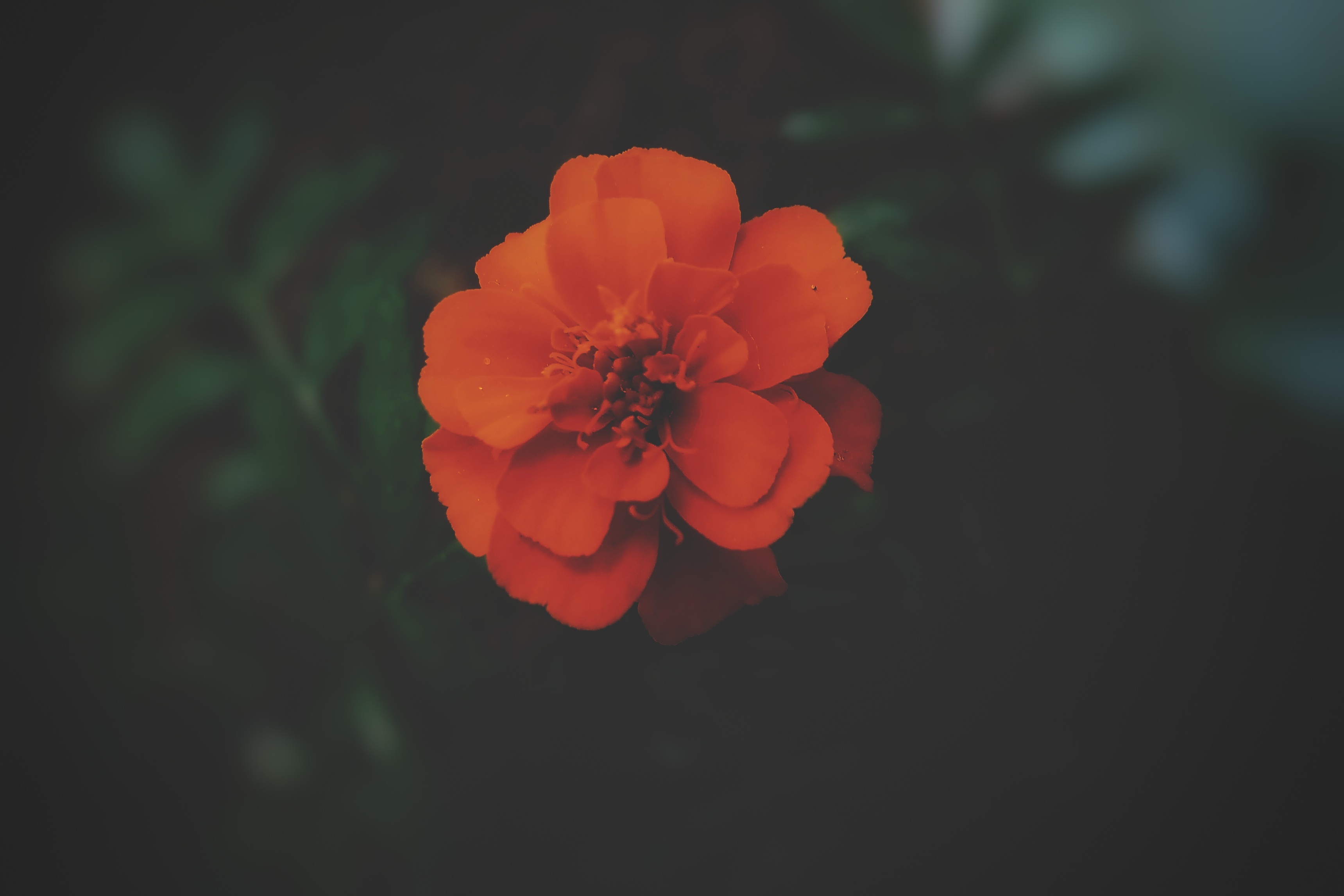 iPhone background marigold, beautiful, flowers, flower