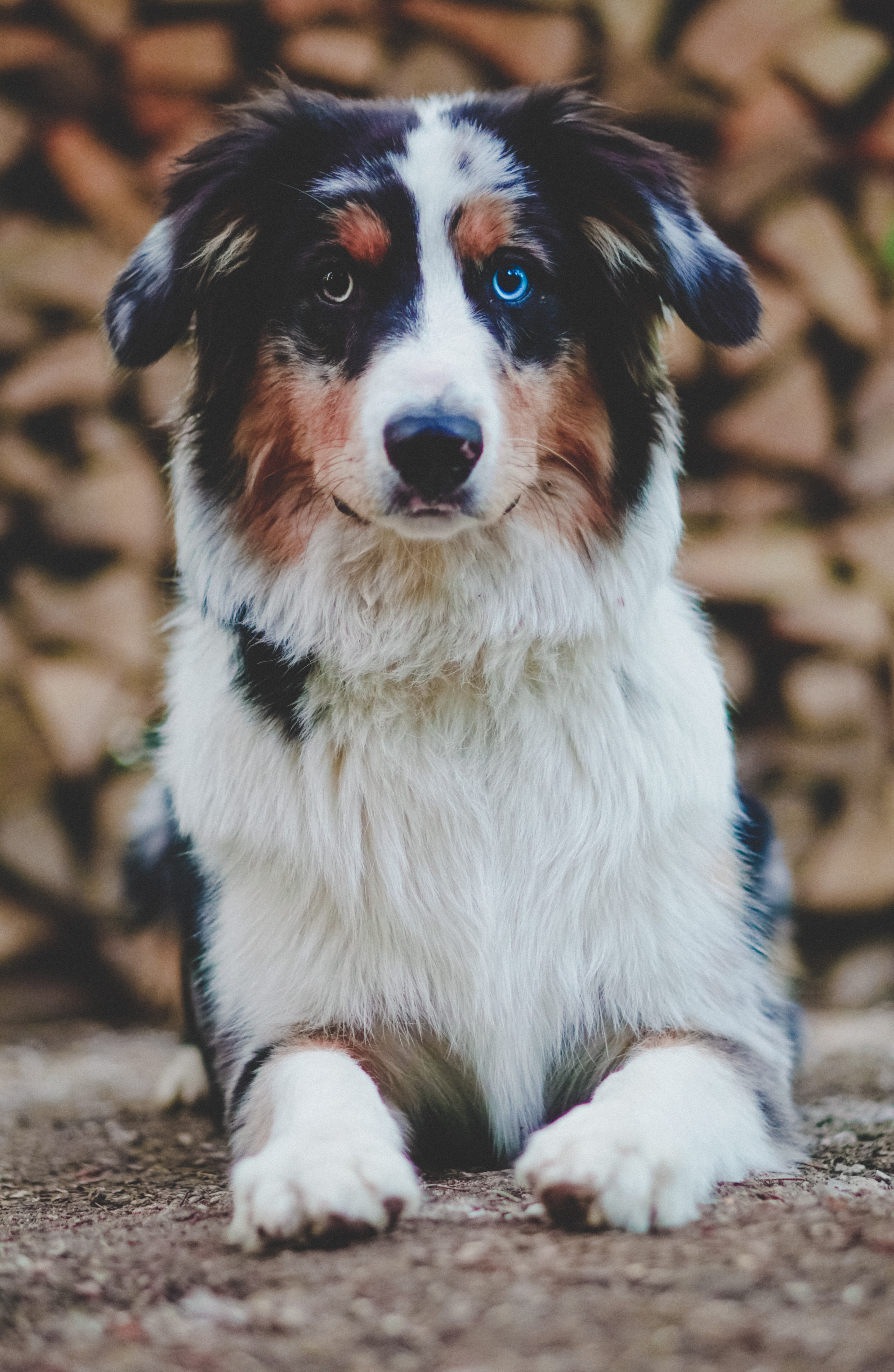 Handy-Wallpaper Hund, Tiere, Haustier, Sicht, Meinung, Tier, Heterochromie, Heterochromia kostenlos herunterladen.