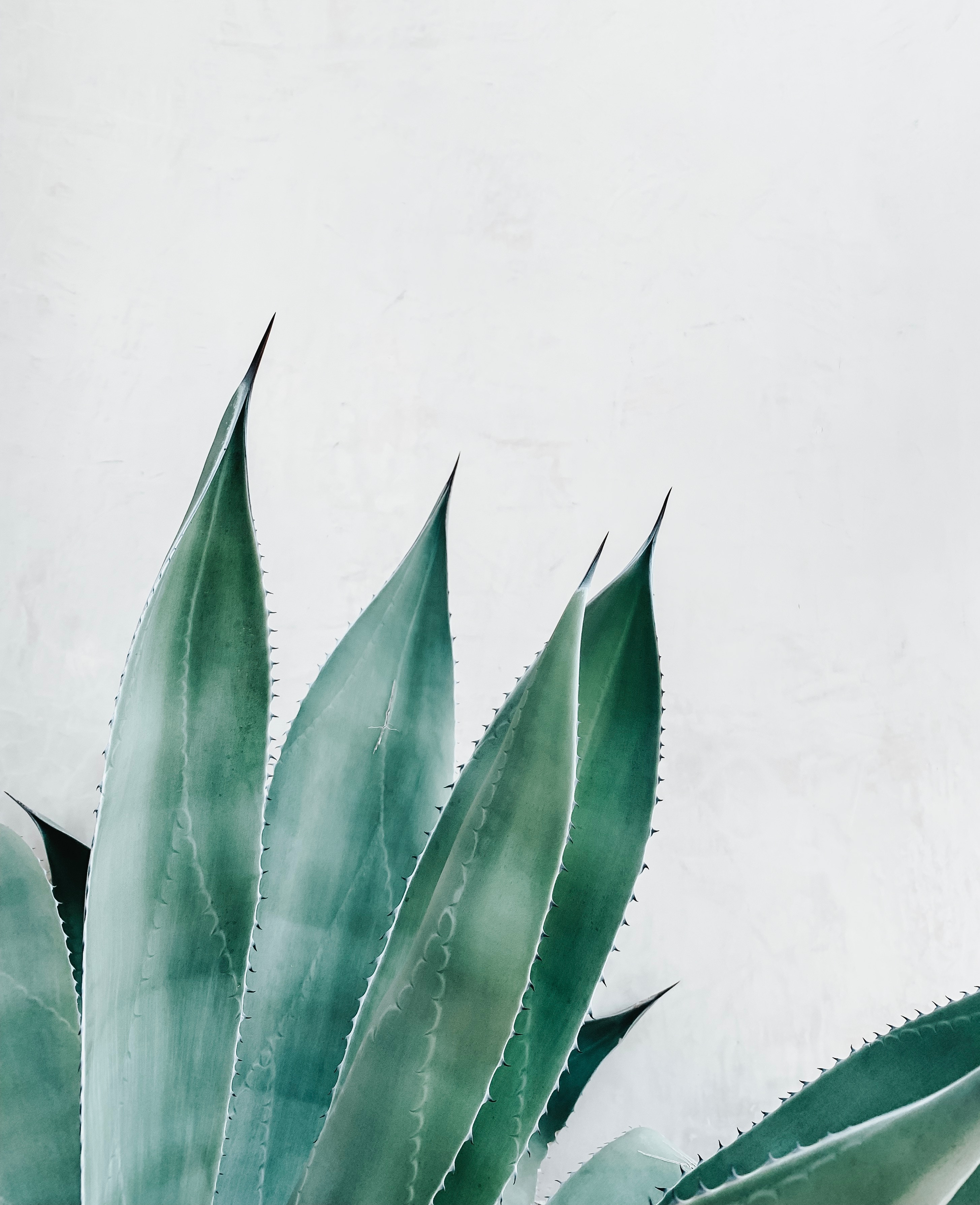 Die besten Aloe-Hintergründe für den Telefonbildschirm
