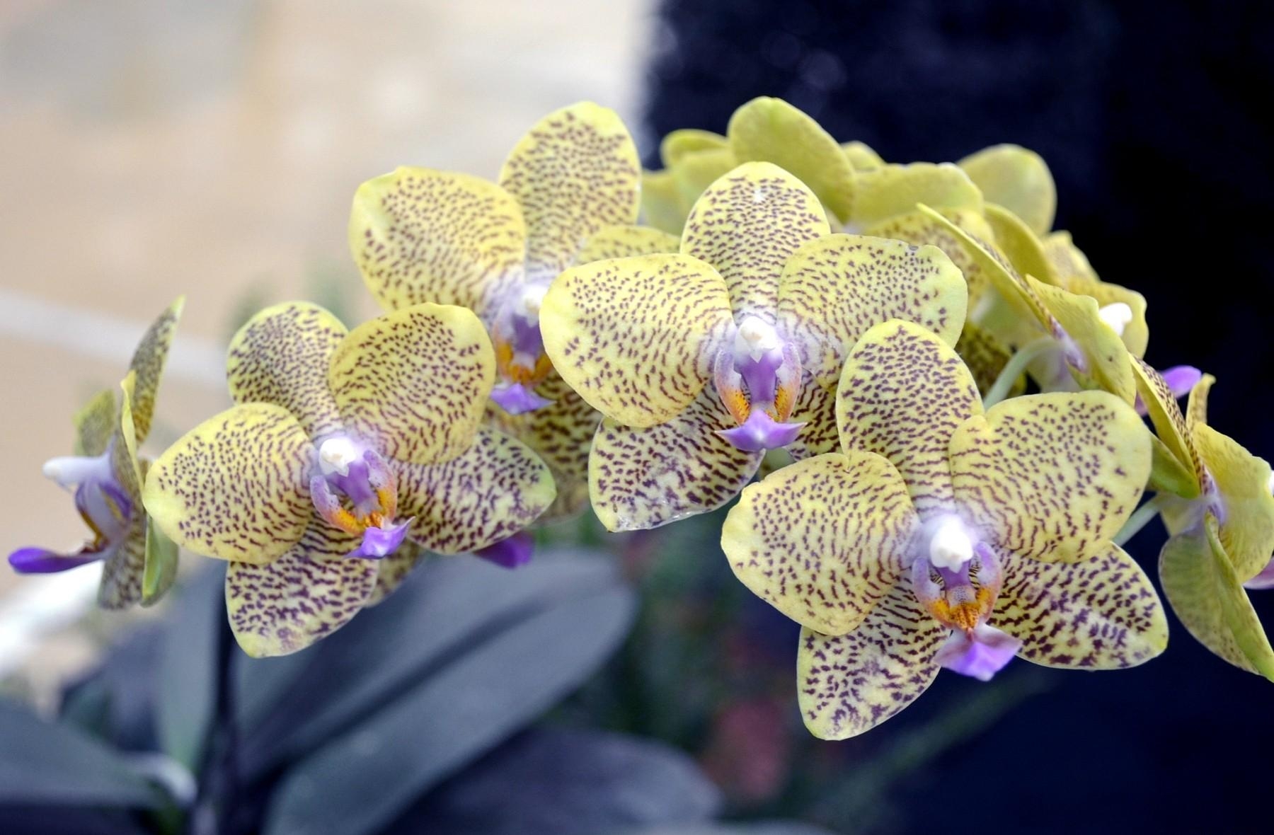 121490 Bildschirmschoner und Hintergrundbilder Orchidee auf Ihrem Telefon. Laden Sie fleckig, orchid, exoten, exotisch Bilder kostenlos herunter