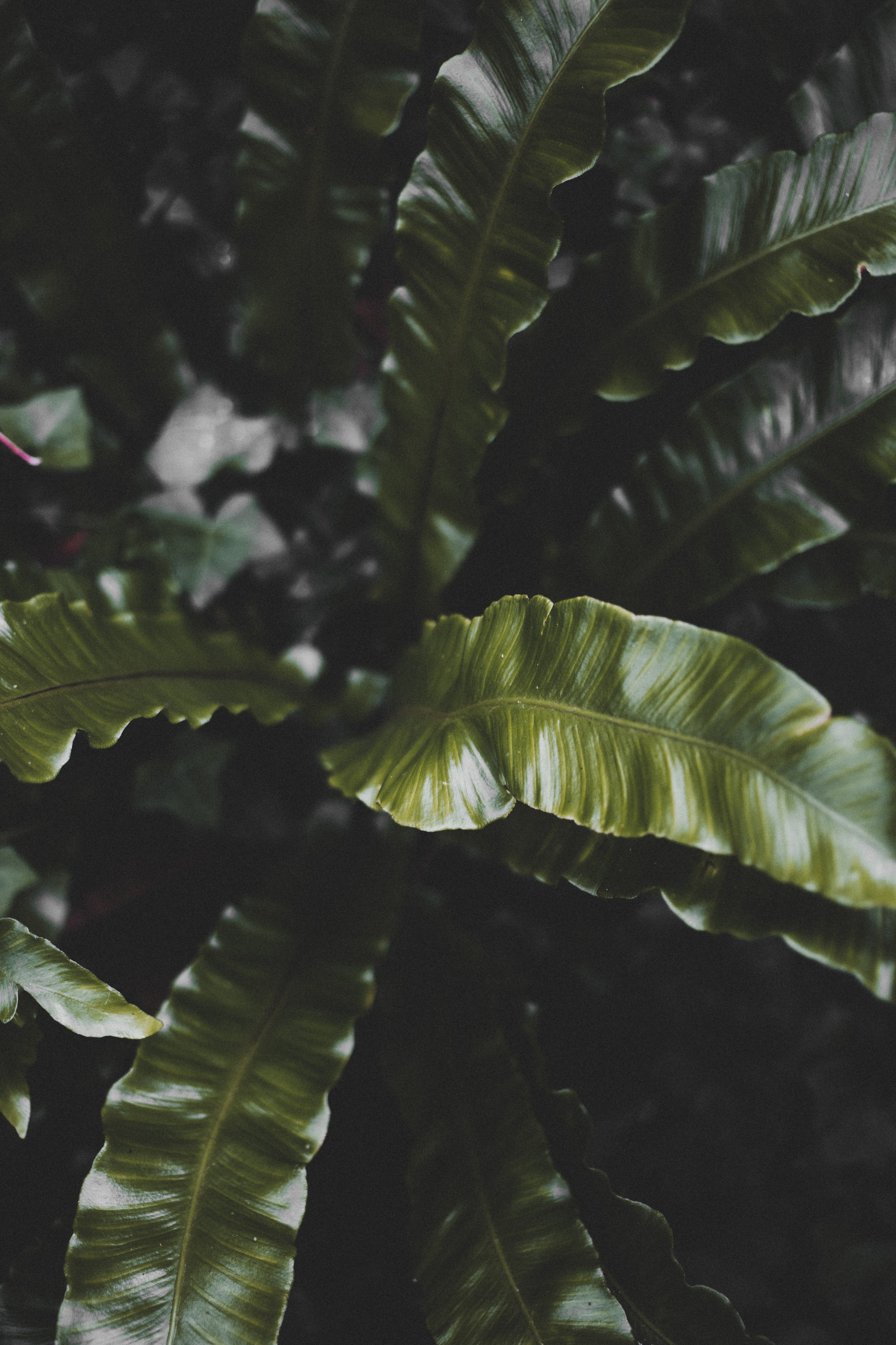 Laden Sie das Natur, Blätter, Pflanze, Dunkel, Tropisch, Tropischen-Bild kostenlos auf Ihren PC-Desktop herunter