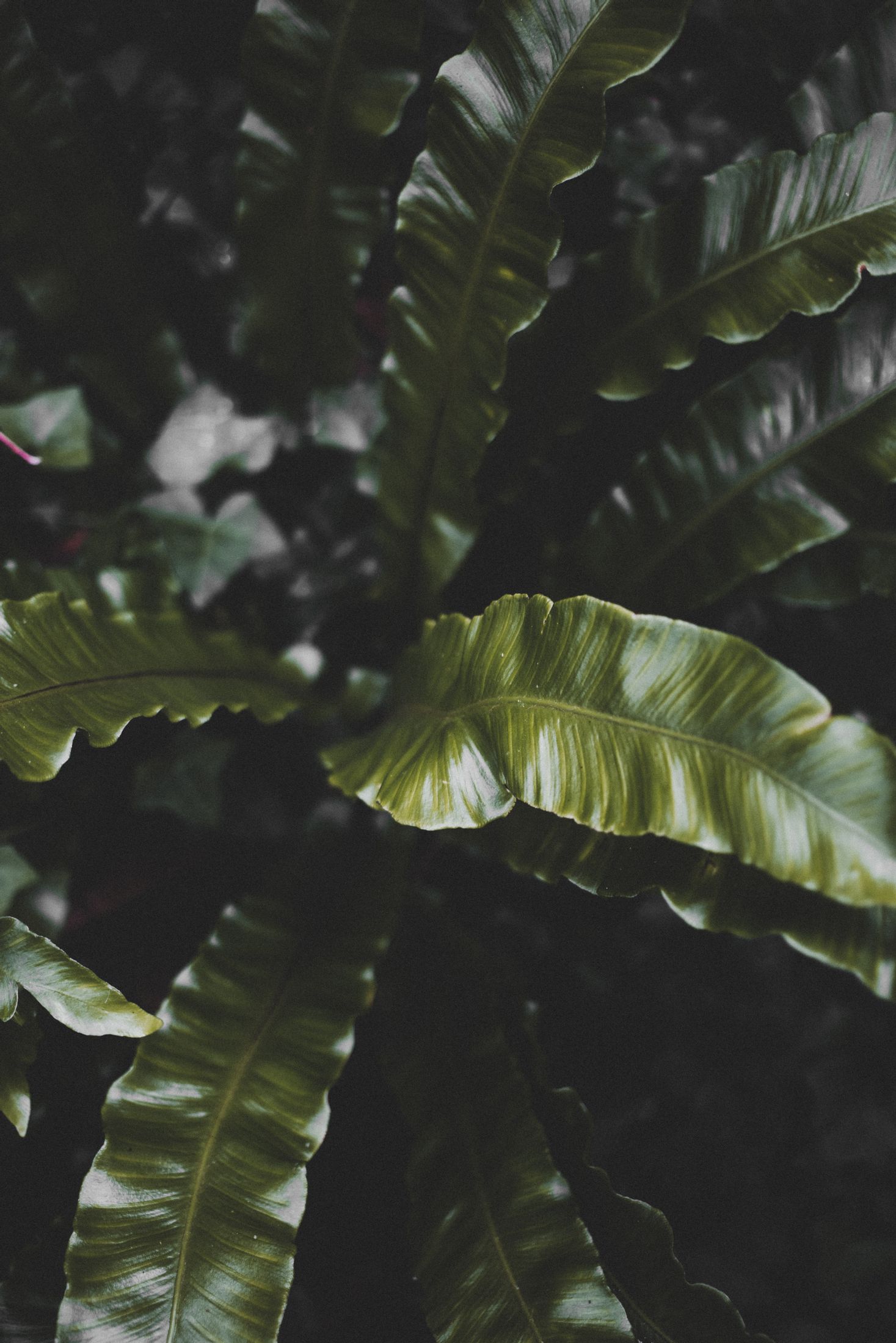 Download mobile wallpaper: Dark, Tropical, Leaves, Nature, Plant, free