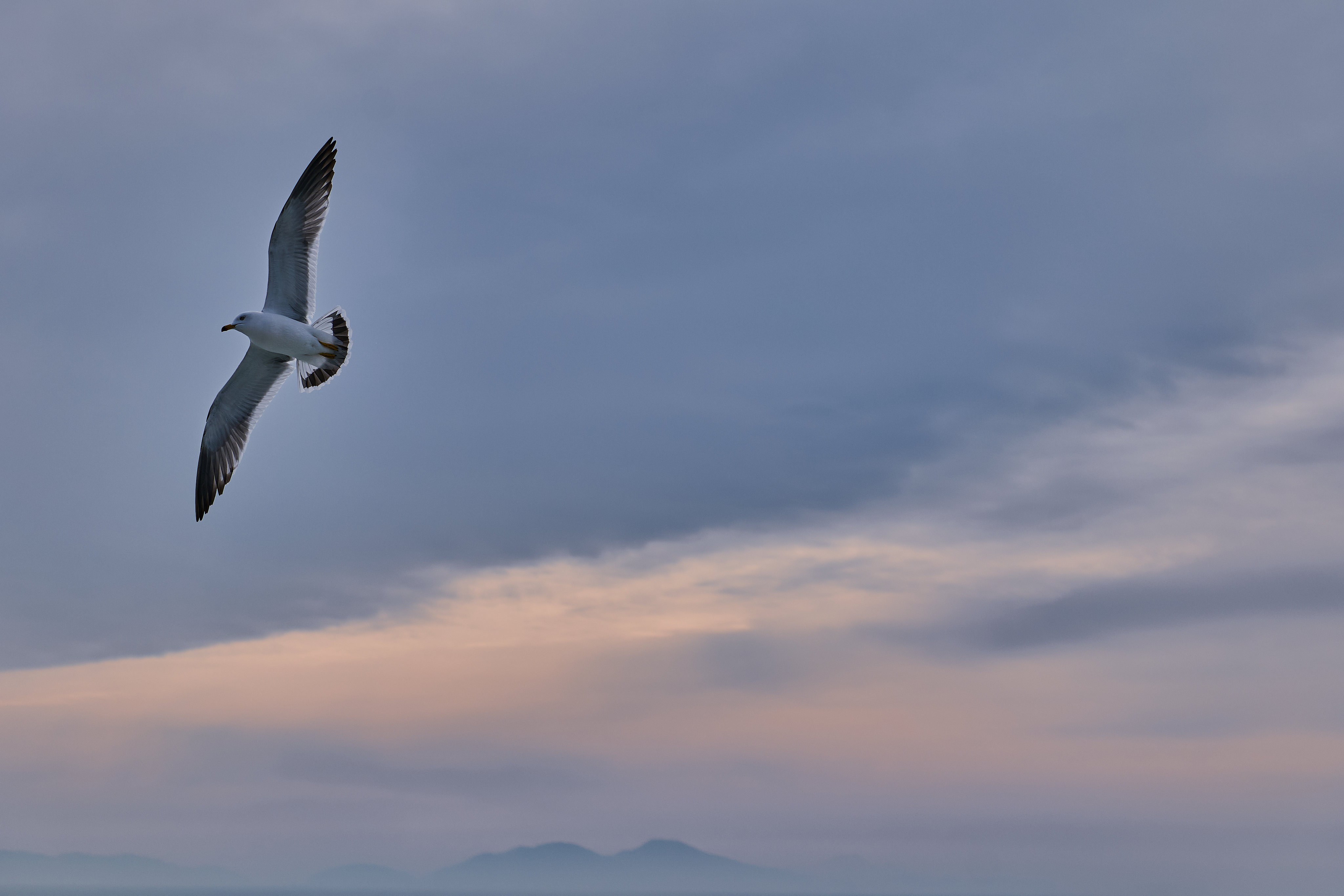 Download mobile wallpaper Gull, Flight, Animals, Sky, Bird, Seagull, Wings for free.