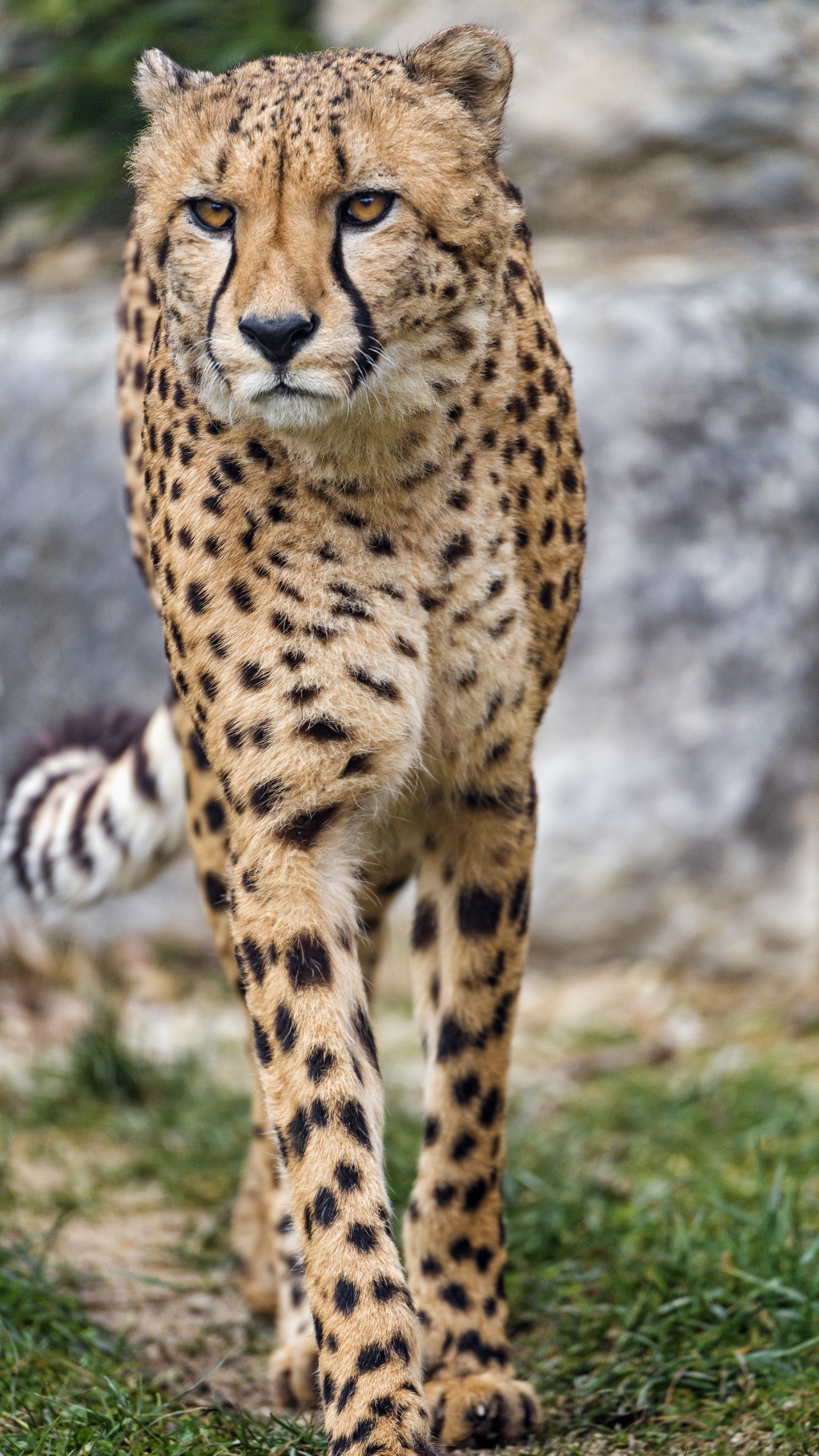121073 Screensavers and Wallpapers Paws for phone. Download animals, cheetah, predator, big cat, sight, opinion, paws pictures for free