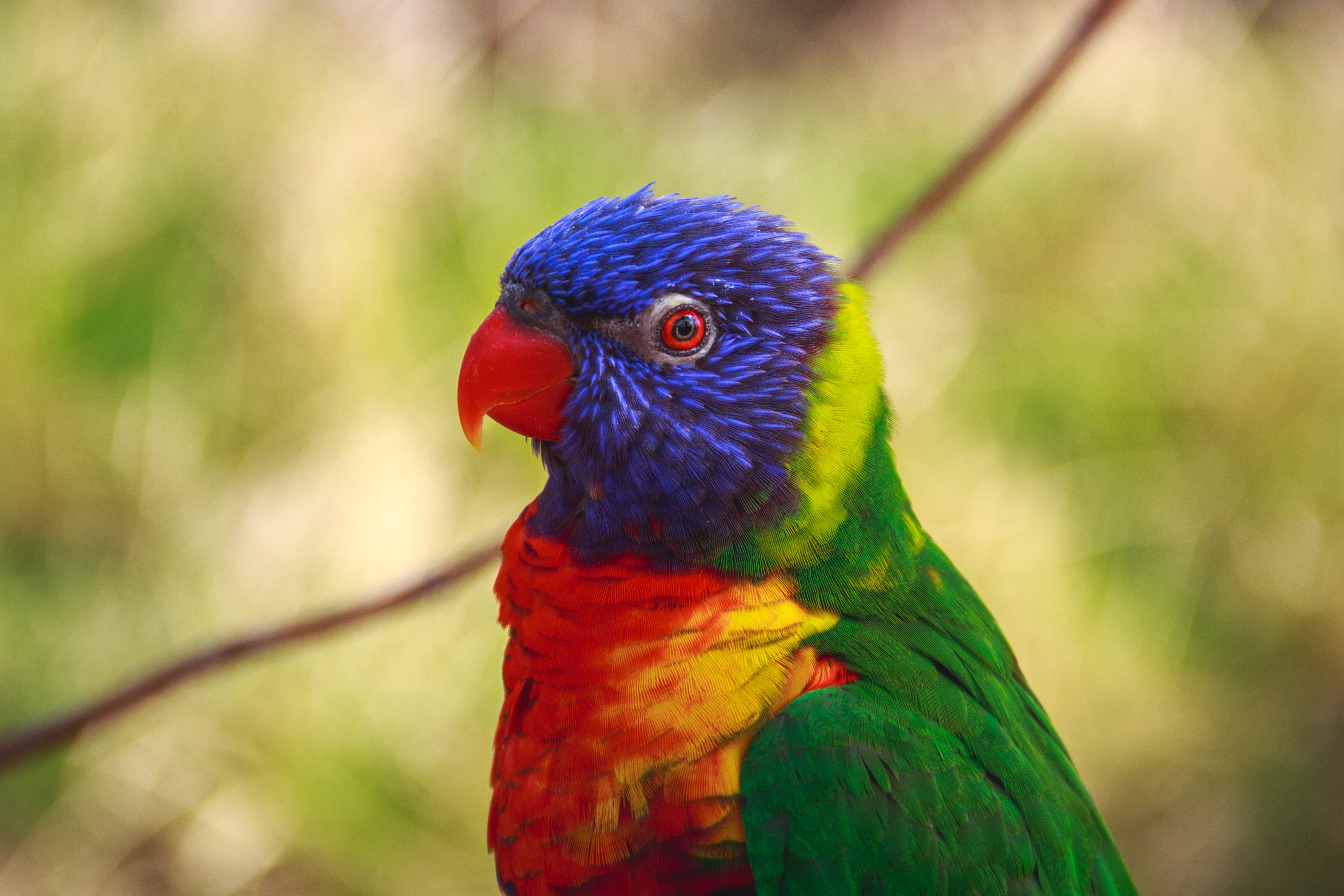 bird, animals, multicolored, parrots, motley