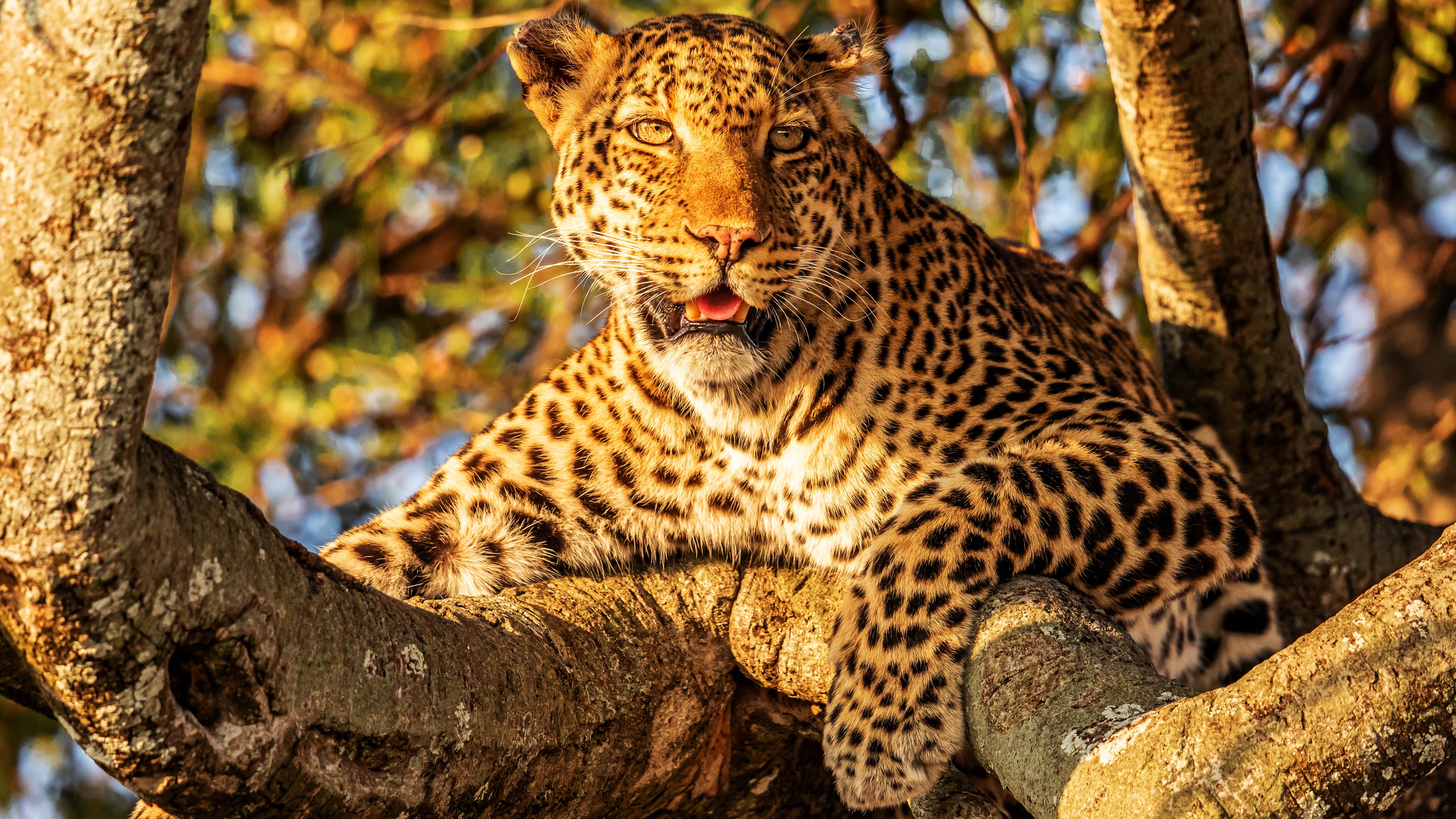 HD wallpaper animal, leopard, trunk, cats
