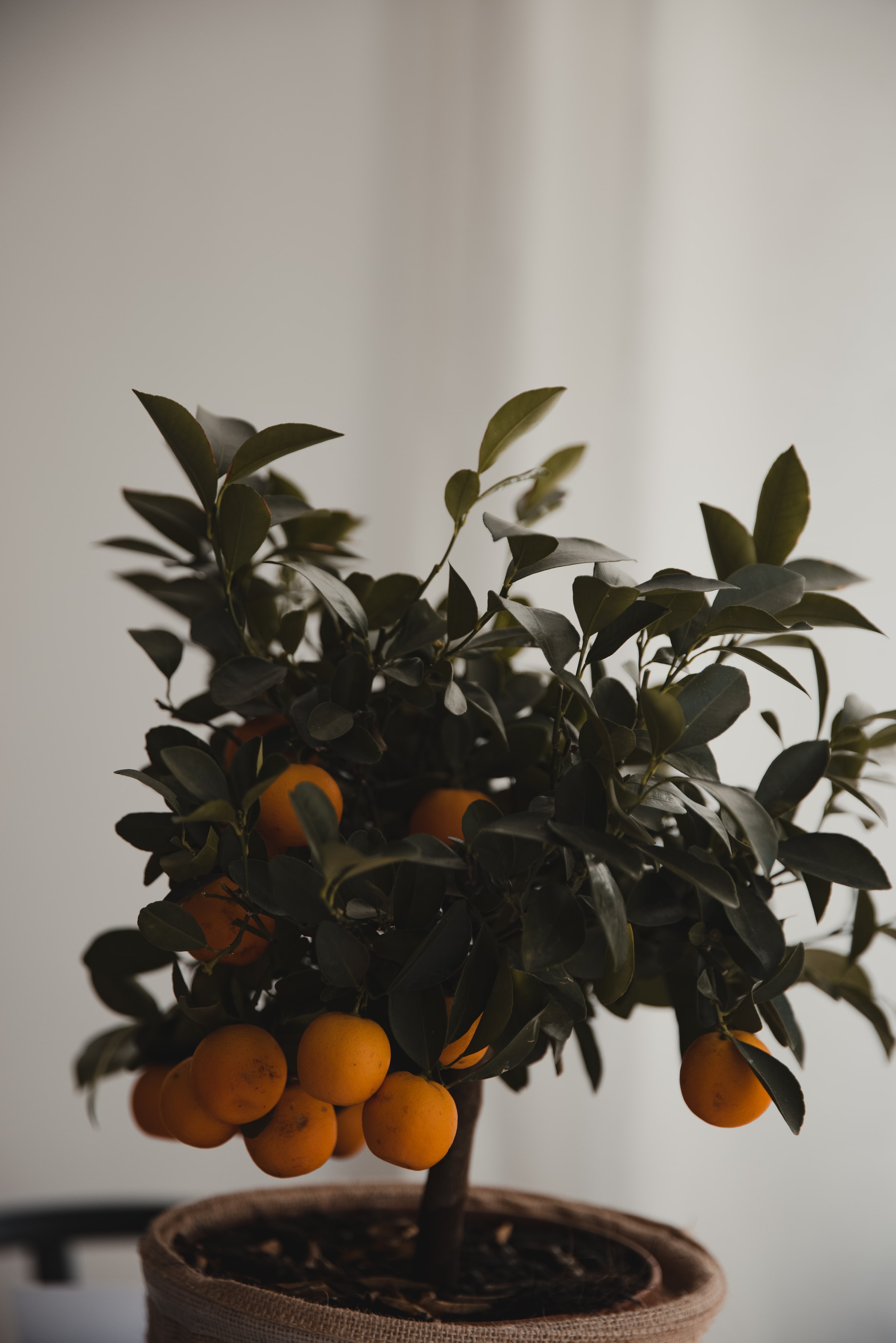 Mobile HD Wallpaper Citrus leaves, mandarin, tree, wood