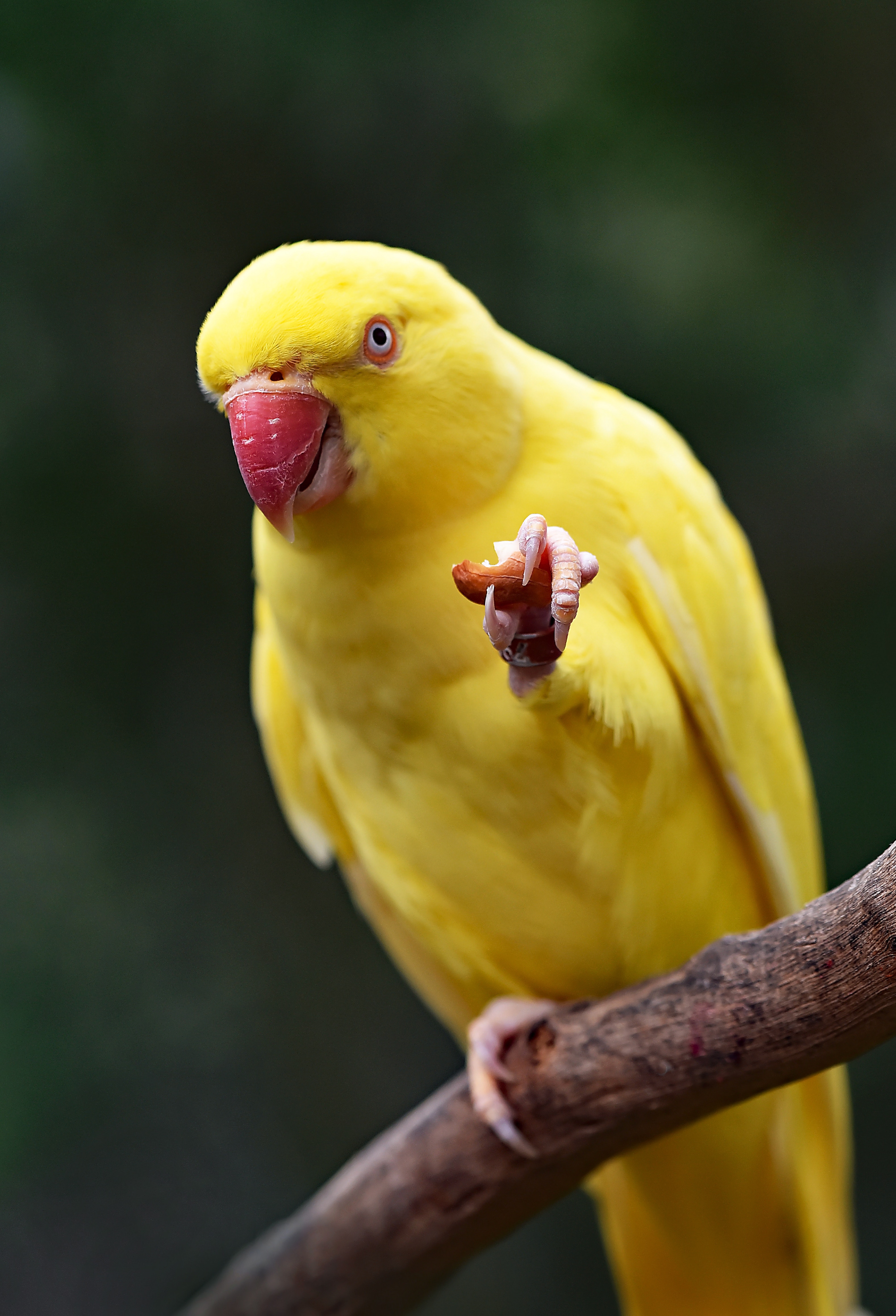 vertical wallpaper bird, parrots, animals, yellow, beak