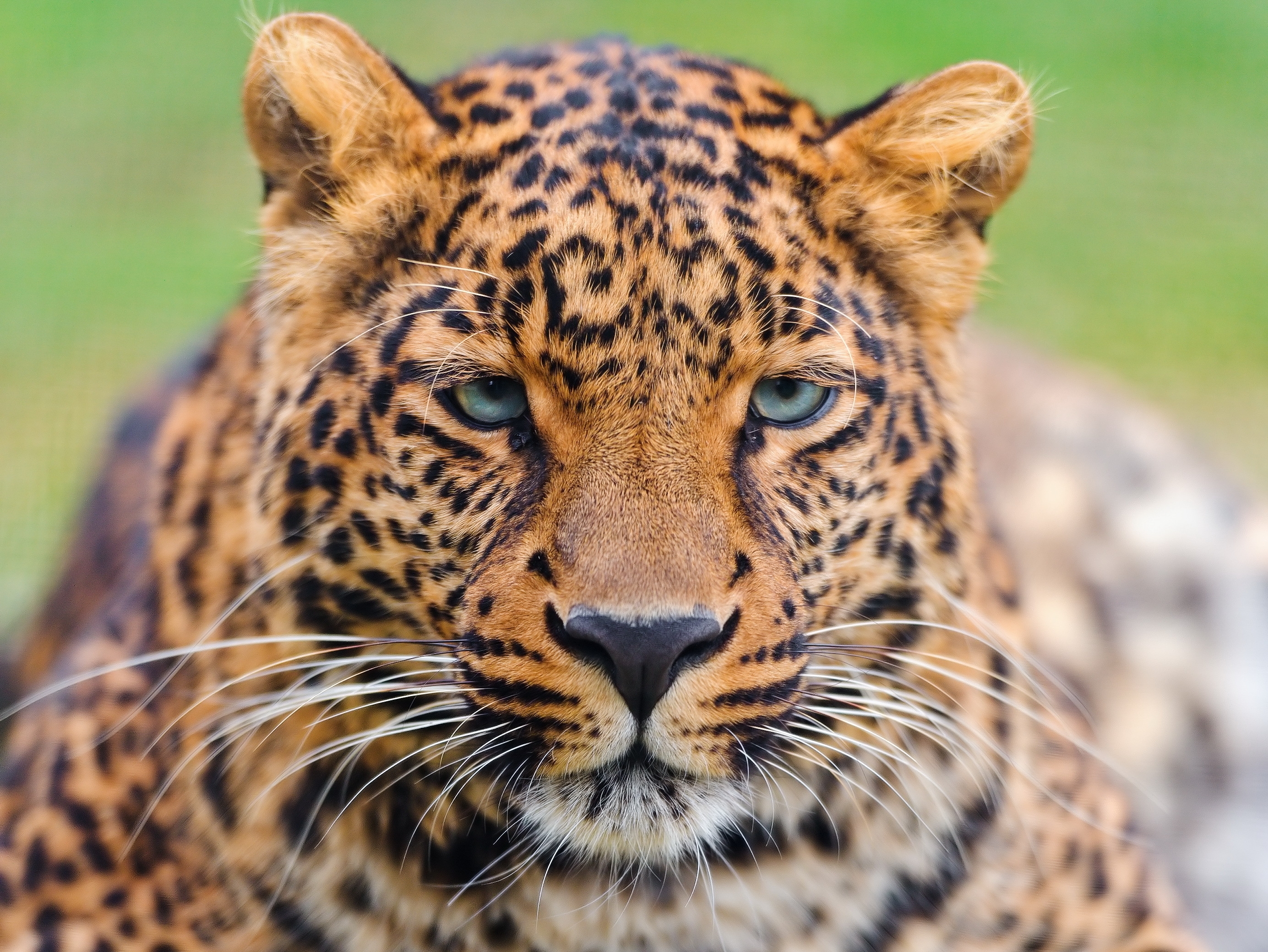 143391 Protetores de tela e papéis de parede Leopardo em seu telefone. Baixe gato grande, predator, cor, opinião fotos gratuitamente