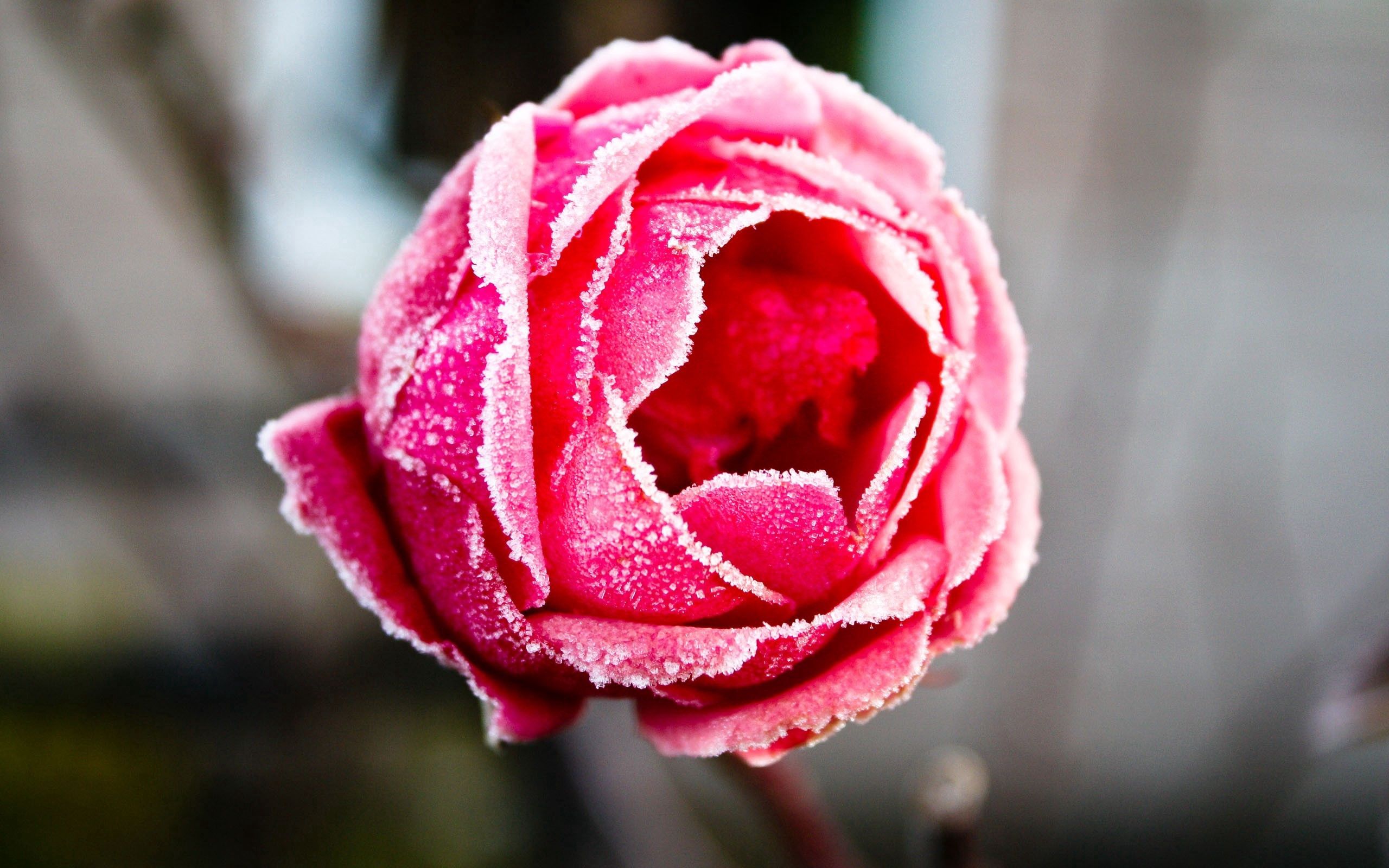 frost, red, rose flower, hoarfrost Full HD
