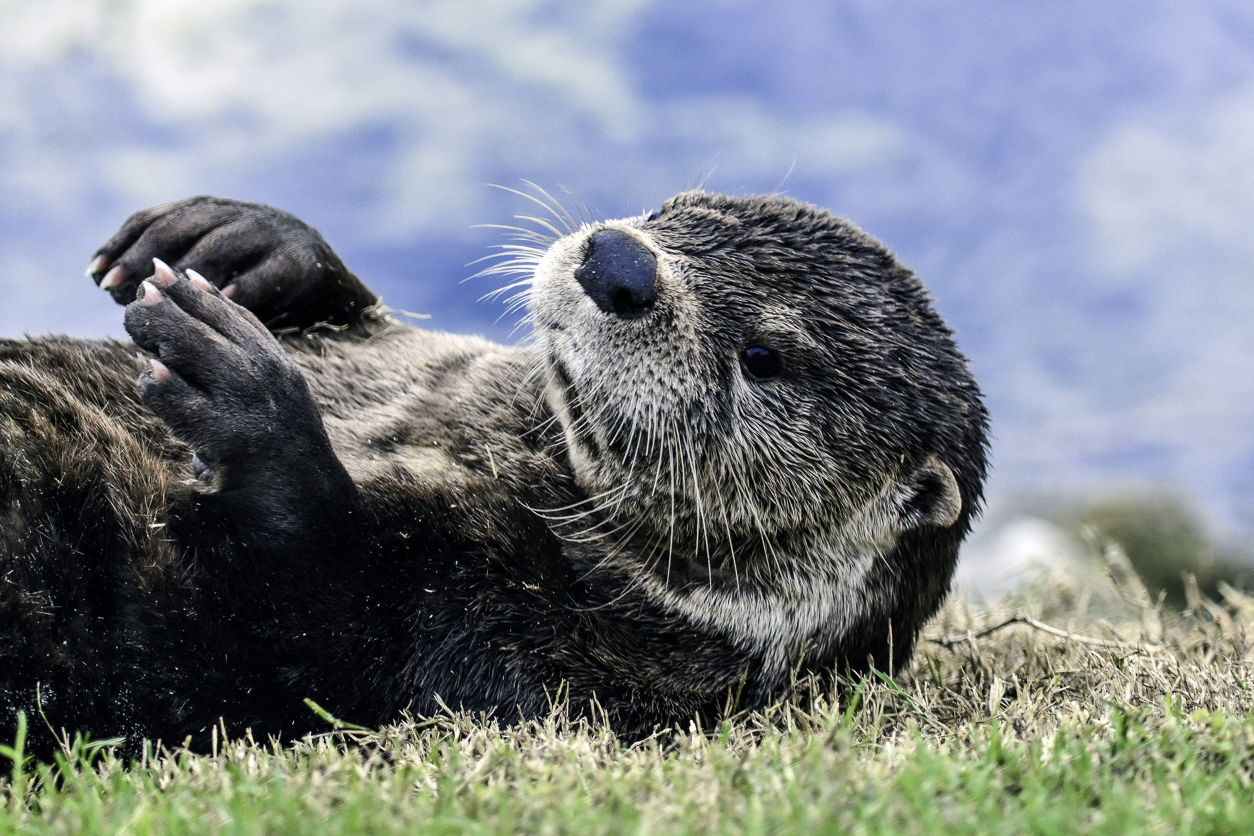 Beliebte Otter Bilder für Mobiltelefone