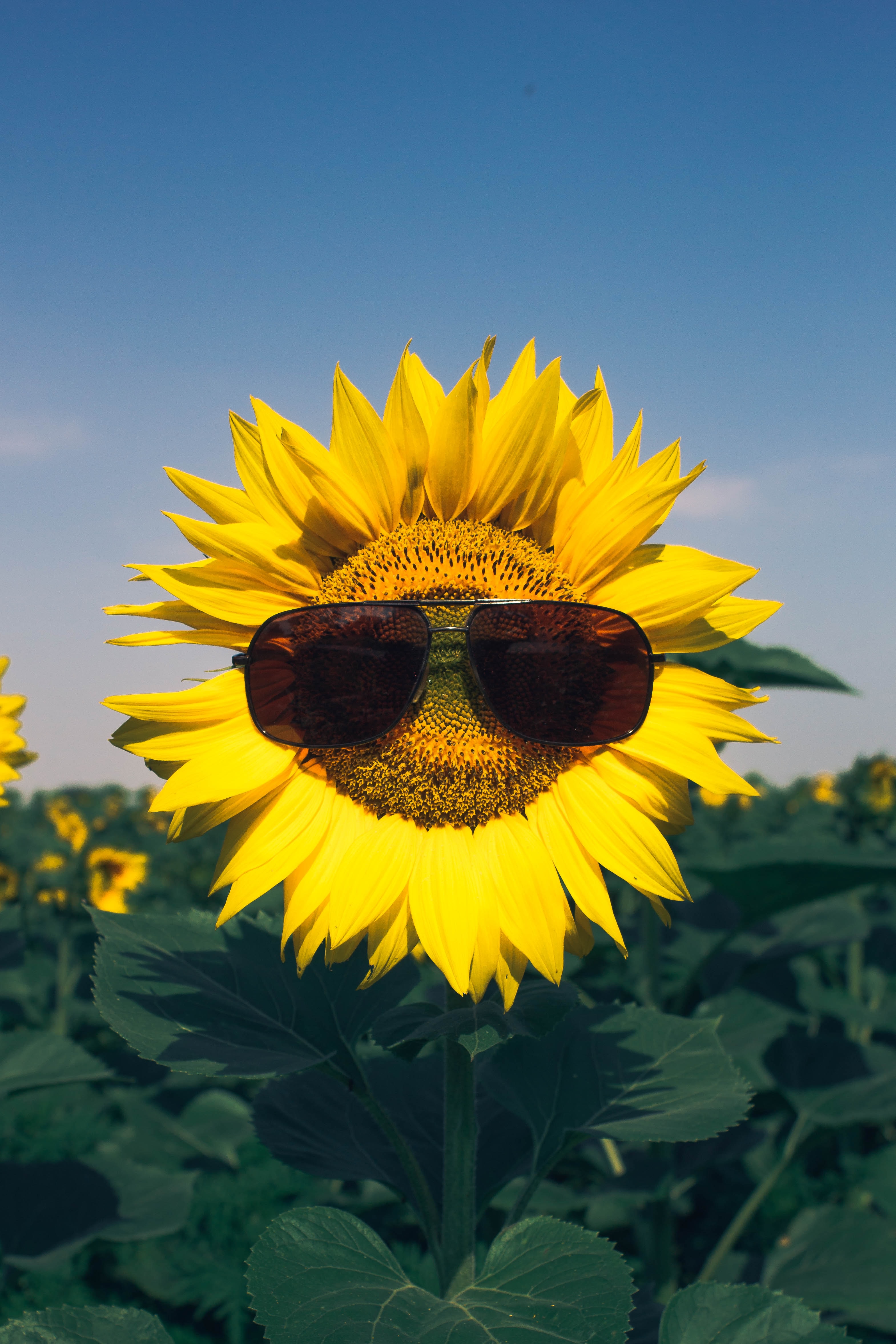 Free HD, 4K, 32K, Ultra HD glasses, flower, sunflower, flowers