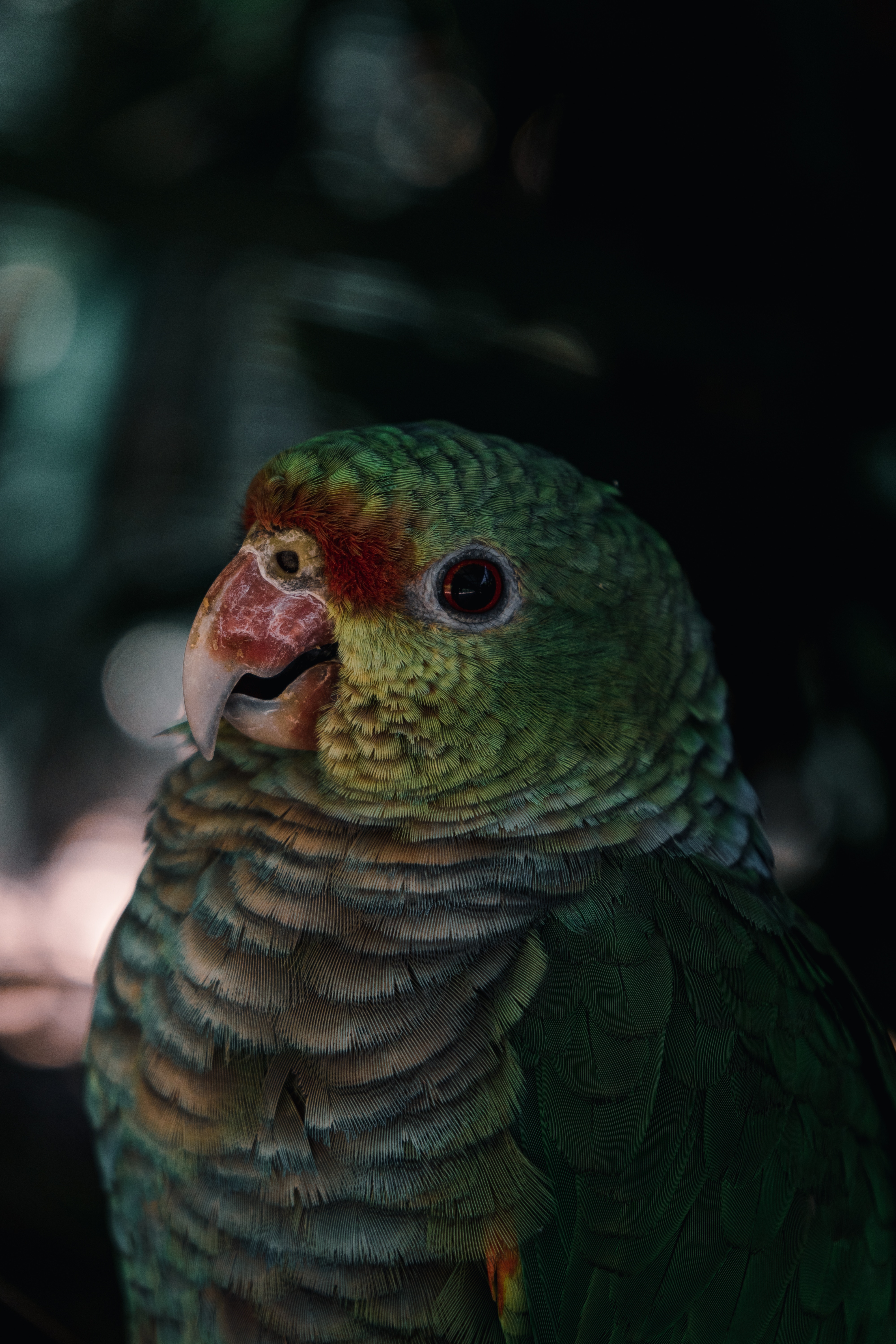 iPhone background color, animals, bird, beak