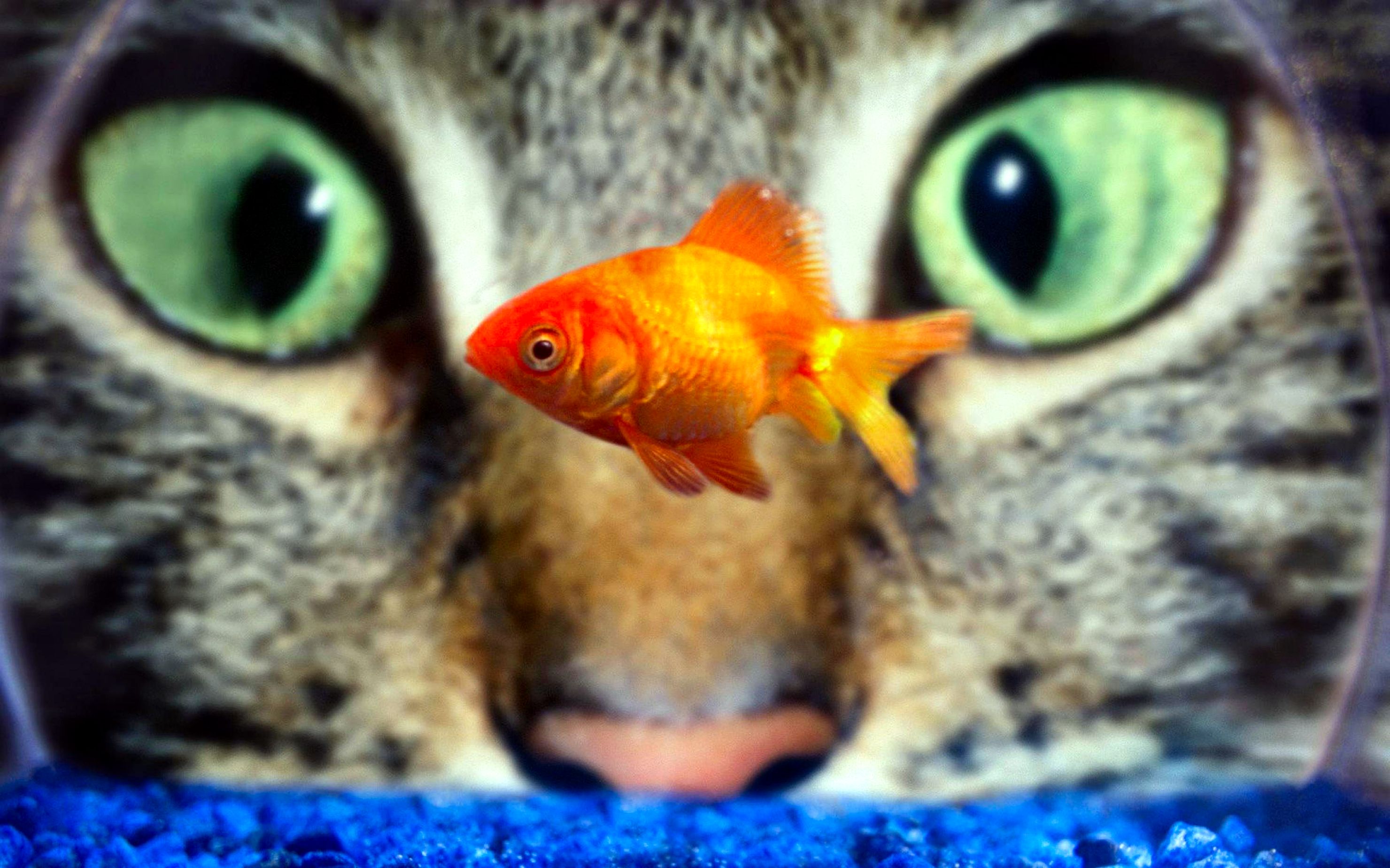 aquarium, cat, goldfish, fish, macro, animal wallpaper for mobile
