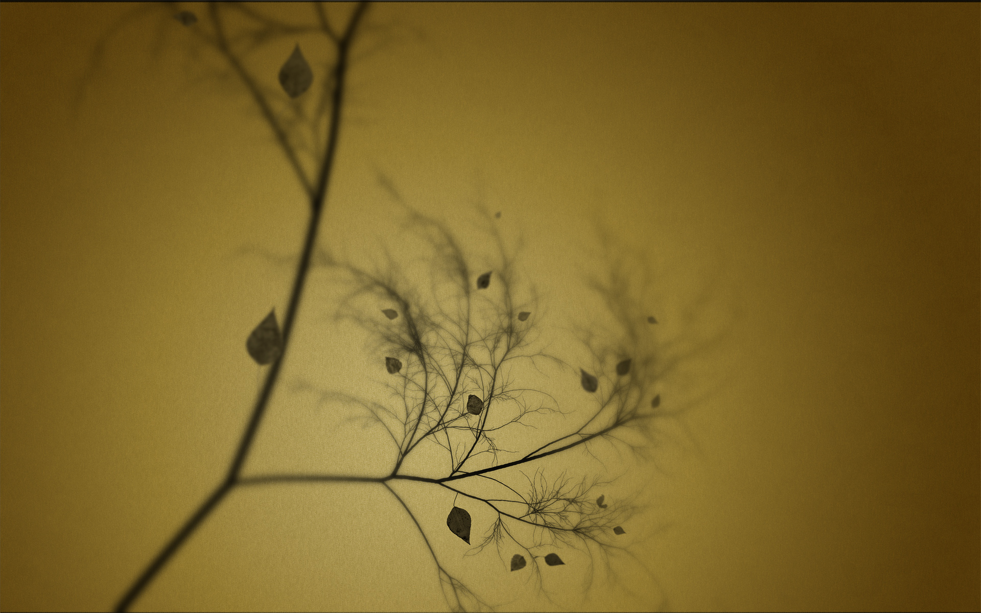 1080p Wallpaper  Leaf