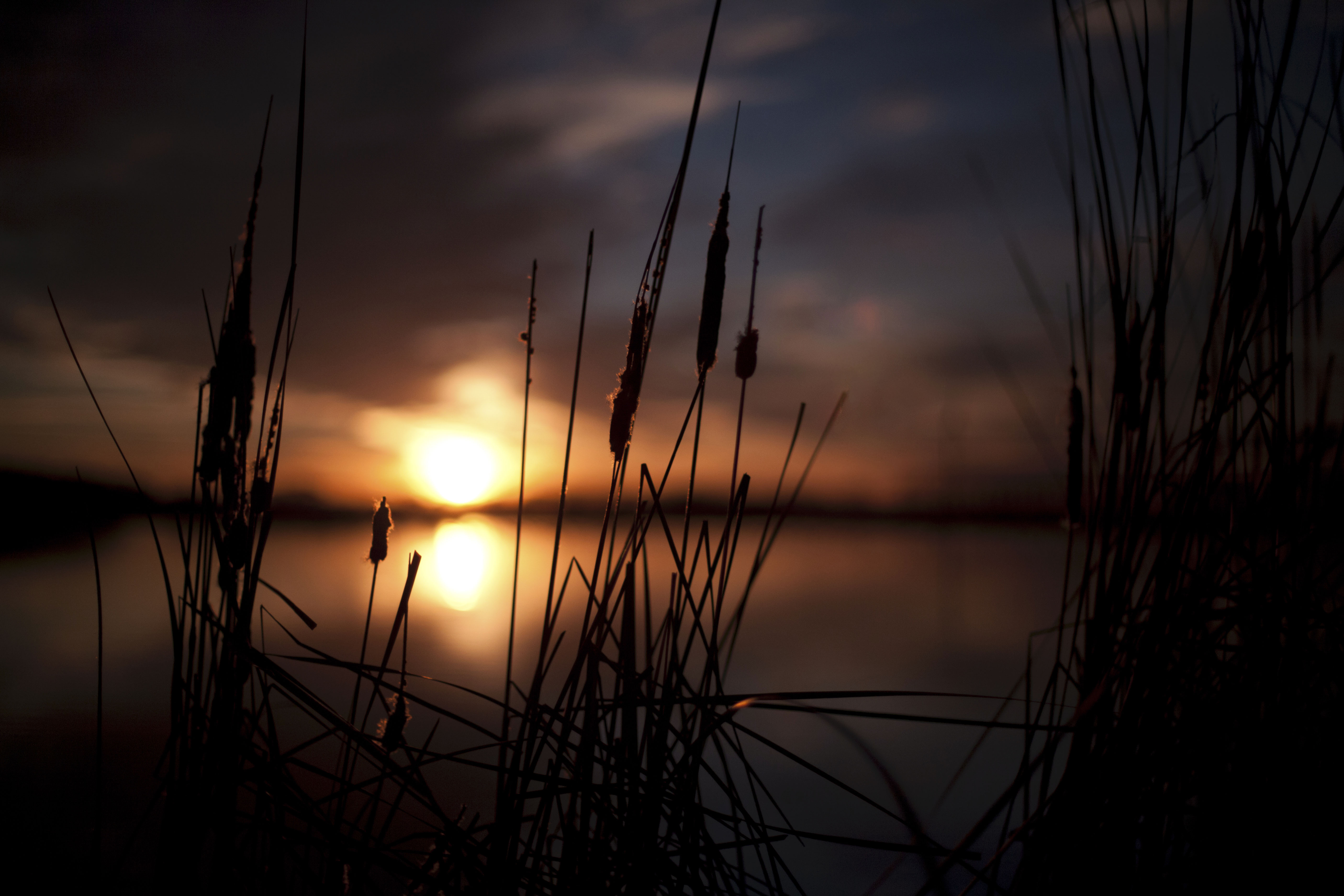 110733 download wallpaper dark, sunset, swamp, reeds screensavers and pictures for free