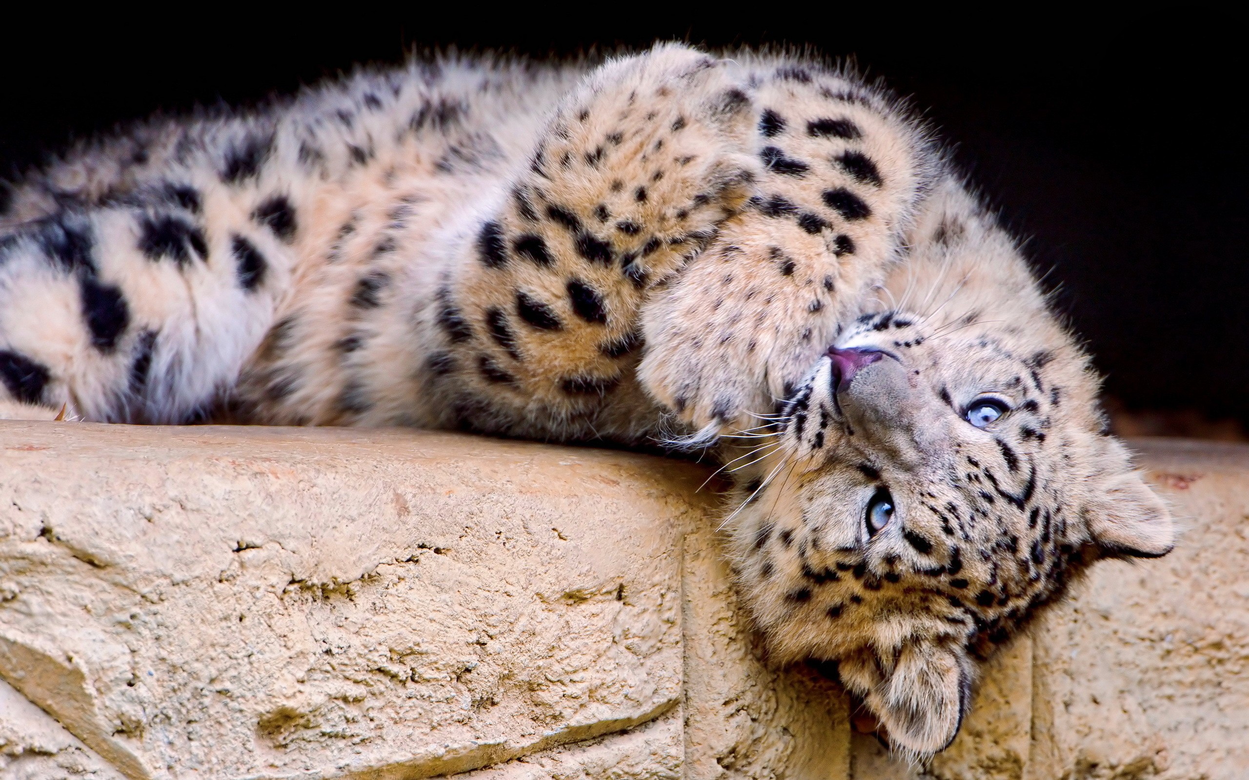 33826 Salvapantallas y fondos de pantalla Leopardos en tu teléfono. Descarga imágenes de animales gratis