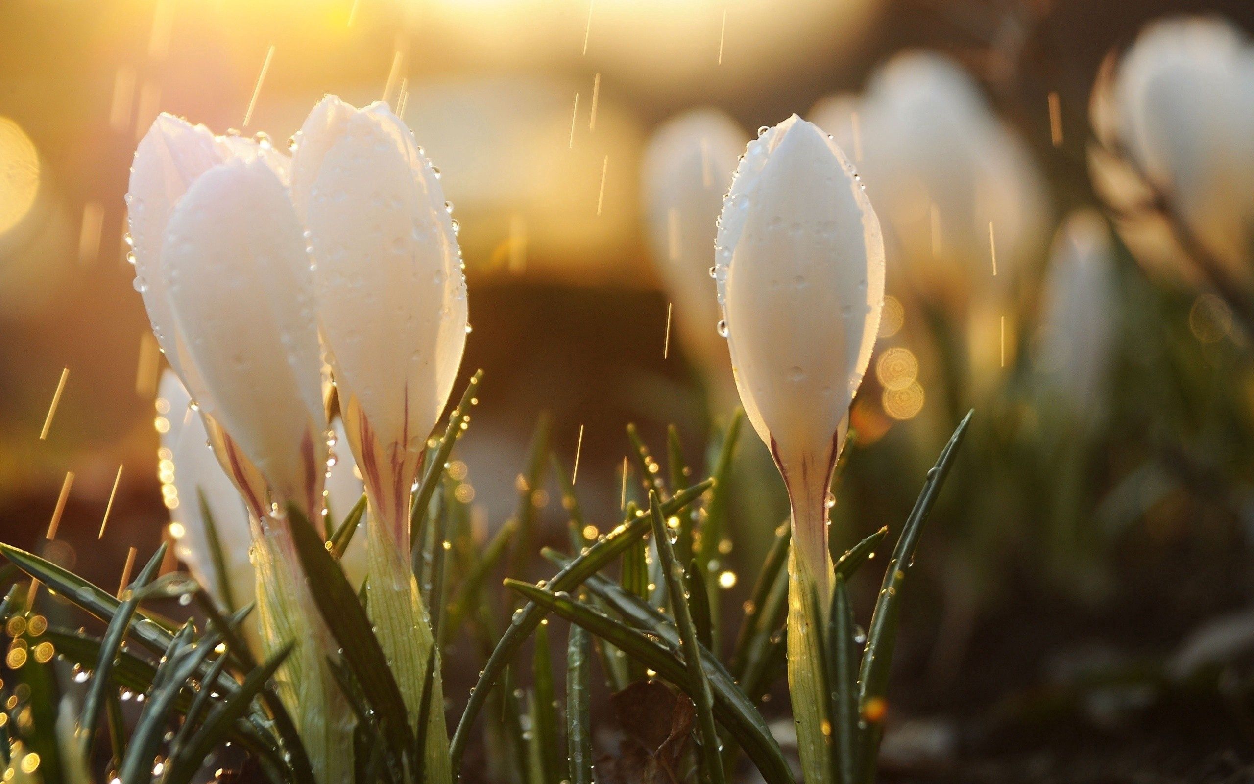 glare, flowers, grass, snowdrops, drops, macro, shine, light wallpapers for tablet