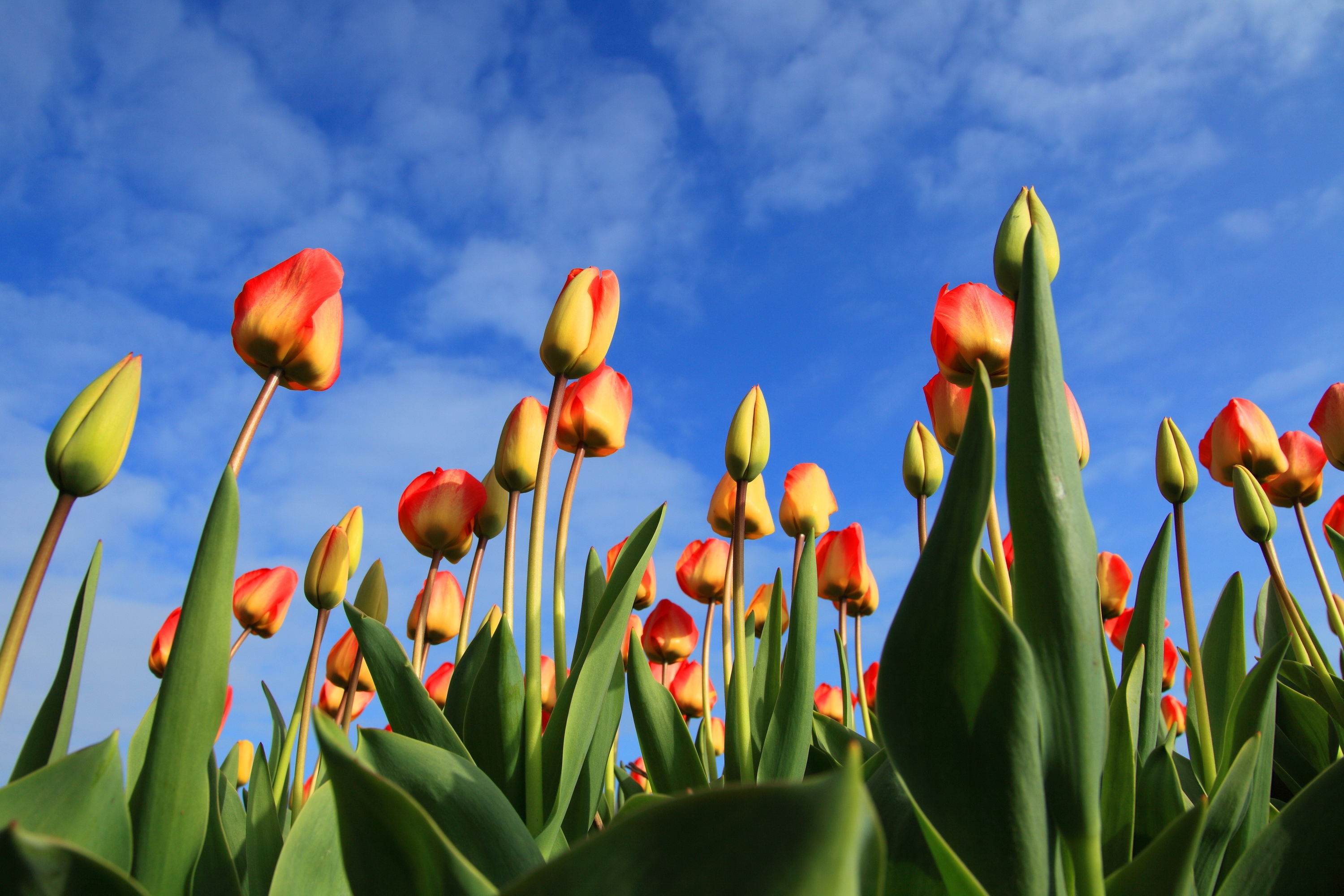 sky, flowers, tulips, clouds, buds 5K