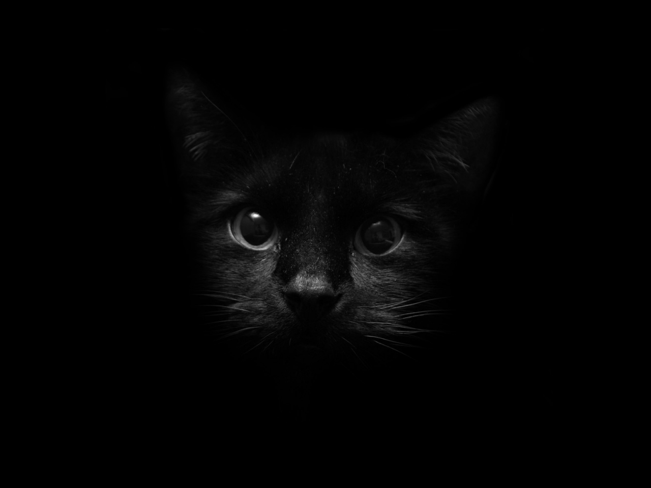 HD wallpaper cats, animals, black