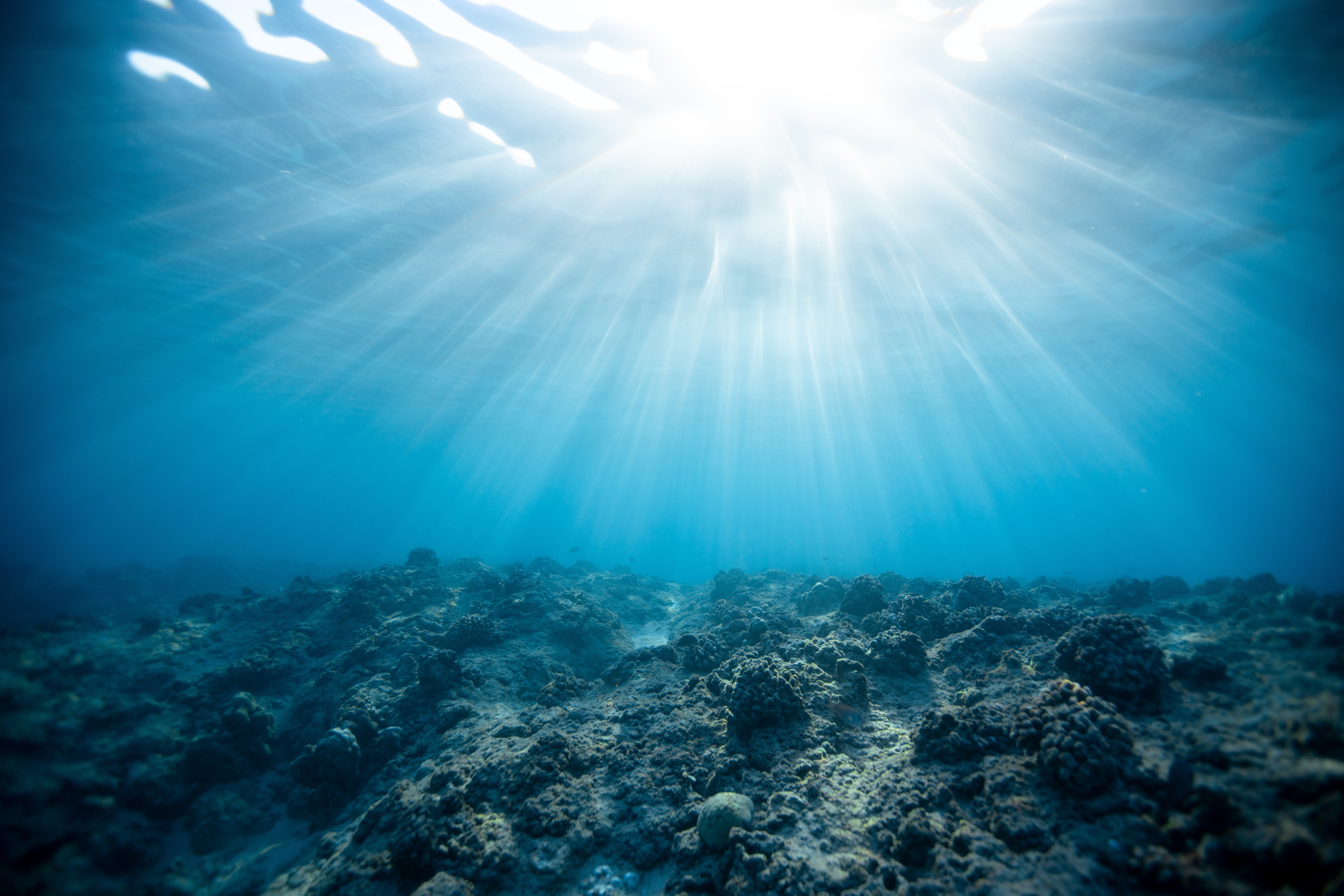 77557 Bild herunterladen natur, koralle, scheinen, licht, ozean, unterwasserwelt - Hintergrundbilder und Bildschirmschoner kostenlos