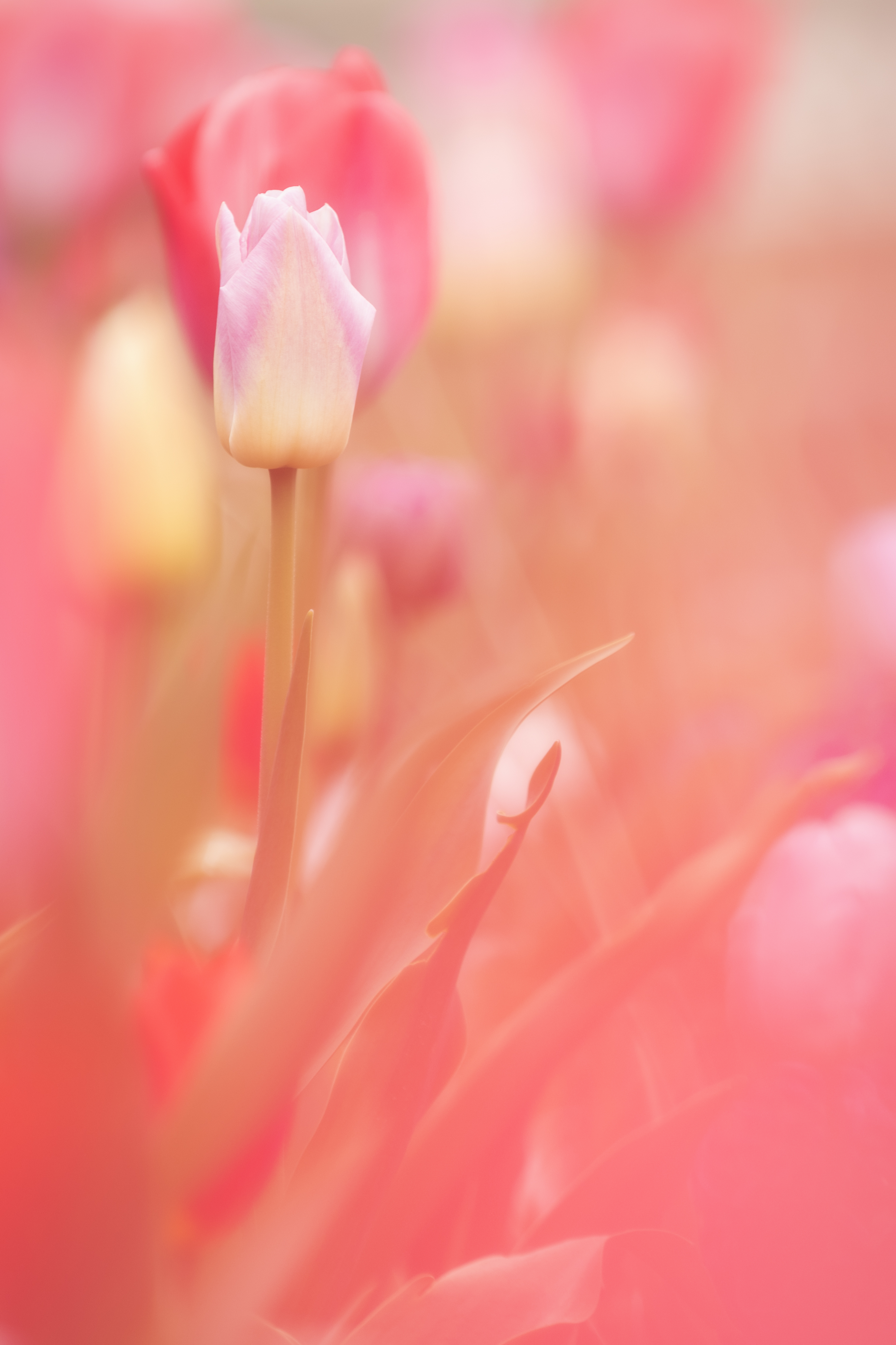 Handy-Wallpaper Blumen, Rosa, Blume, Pflanze, Frühling, Tulpe, Tulip kostenlos herunterladen.