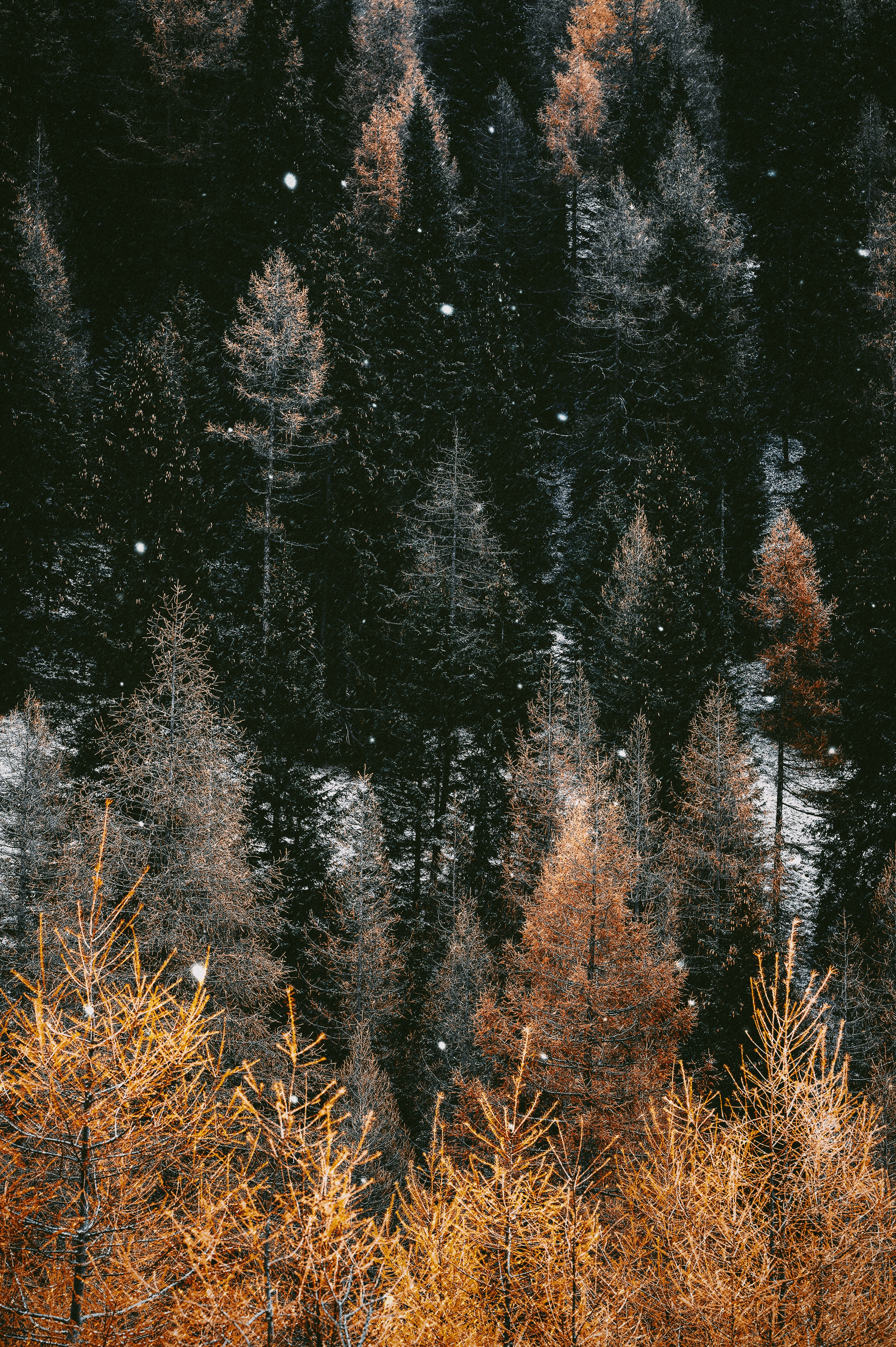 iPhone Wallpapers trees, snow, forest, winter Snowfall