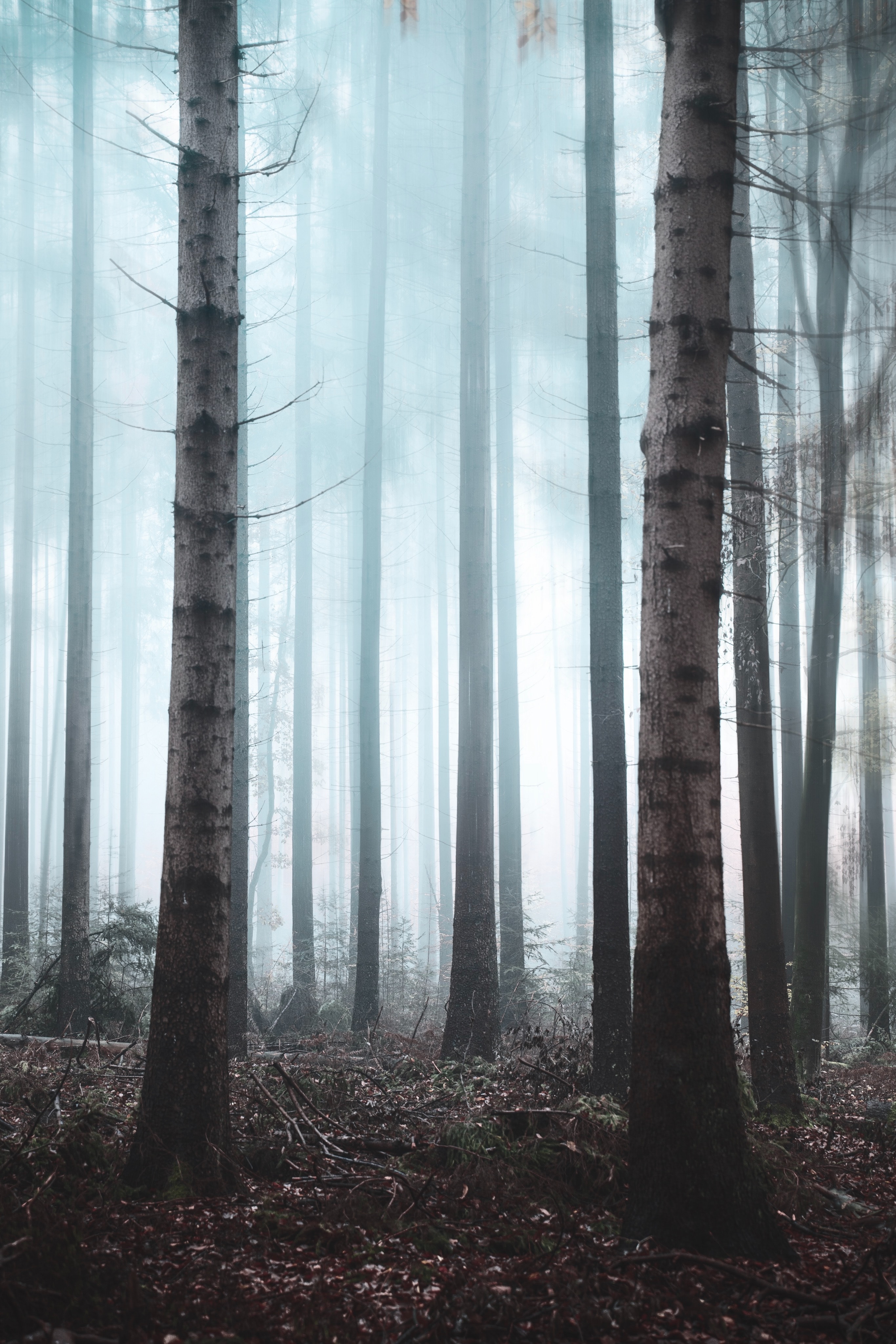 お使いの携帯電話の81843スクリーンセーバーと壁紙木。 靄, 森林, 自然, 霧の写真を無料でダウンロード