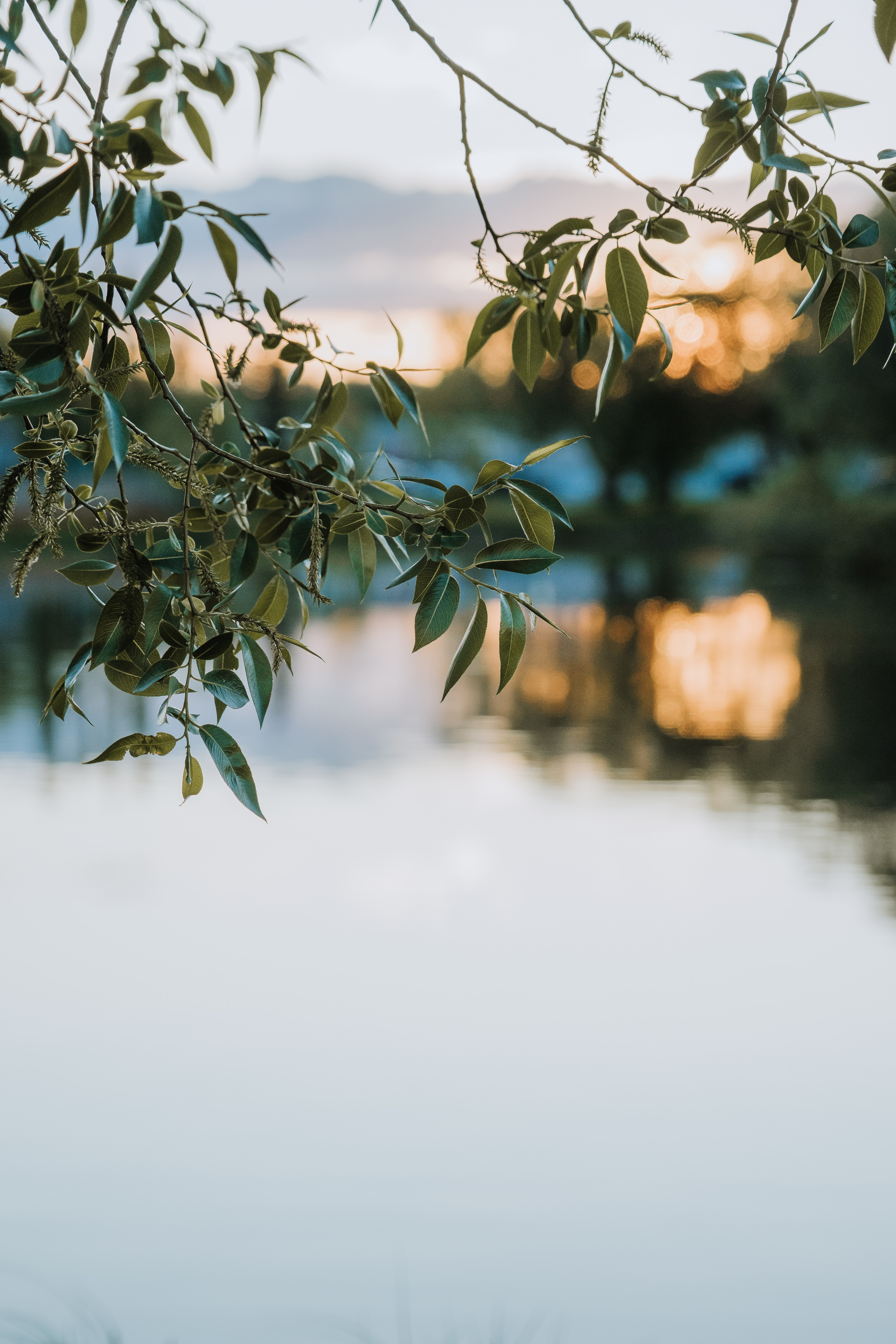 blur, smooth, nature, leaves, lake, branches HD wallpaper