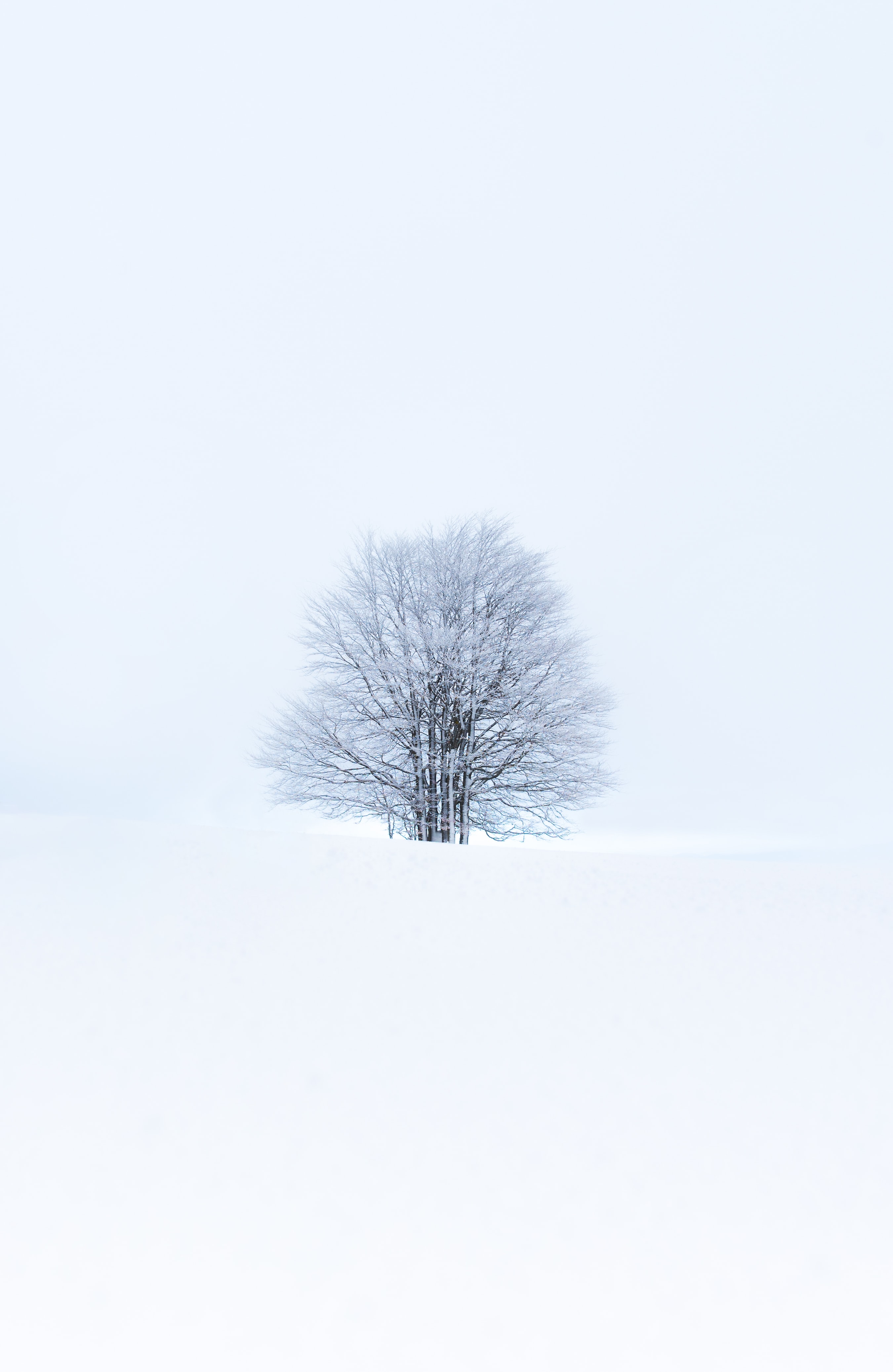 winter, nature, snow, white, wood, tree, minimalism wallpaper for mobile