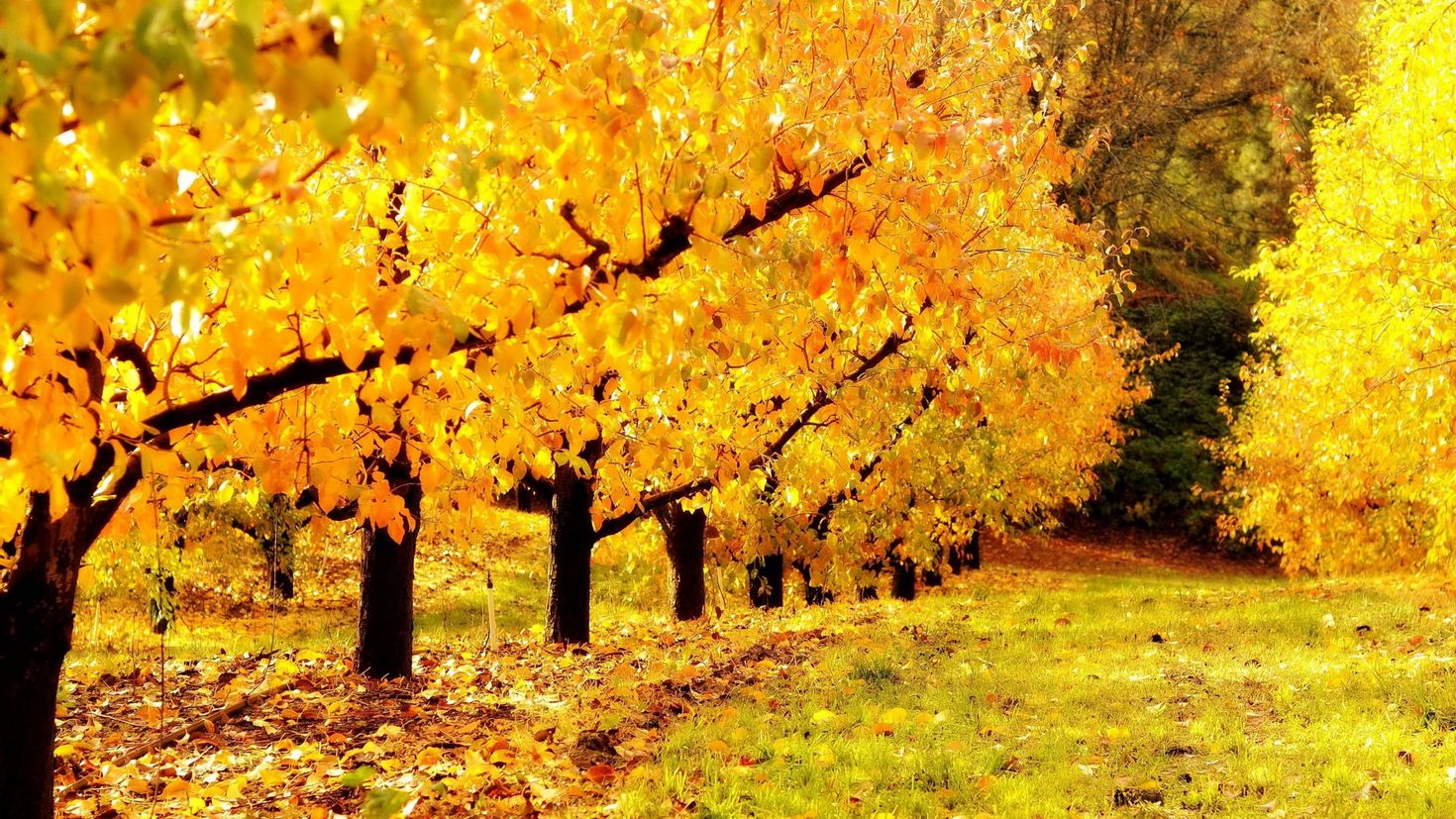 Красивые картинки золотая осень7