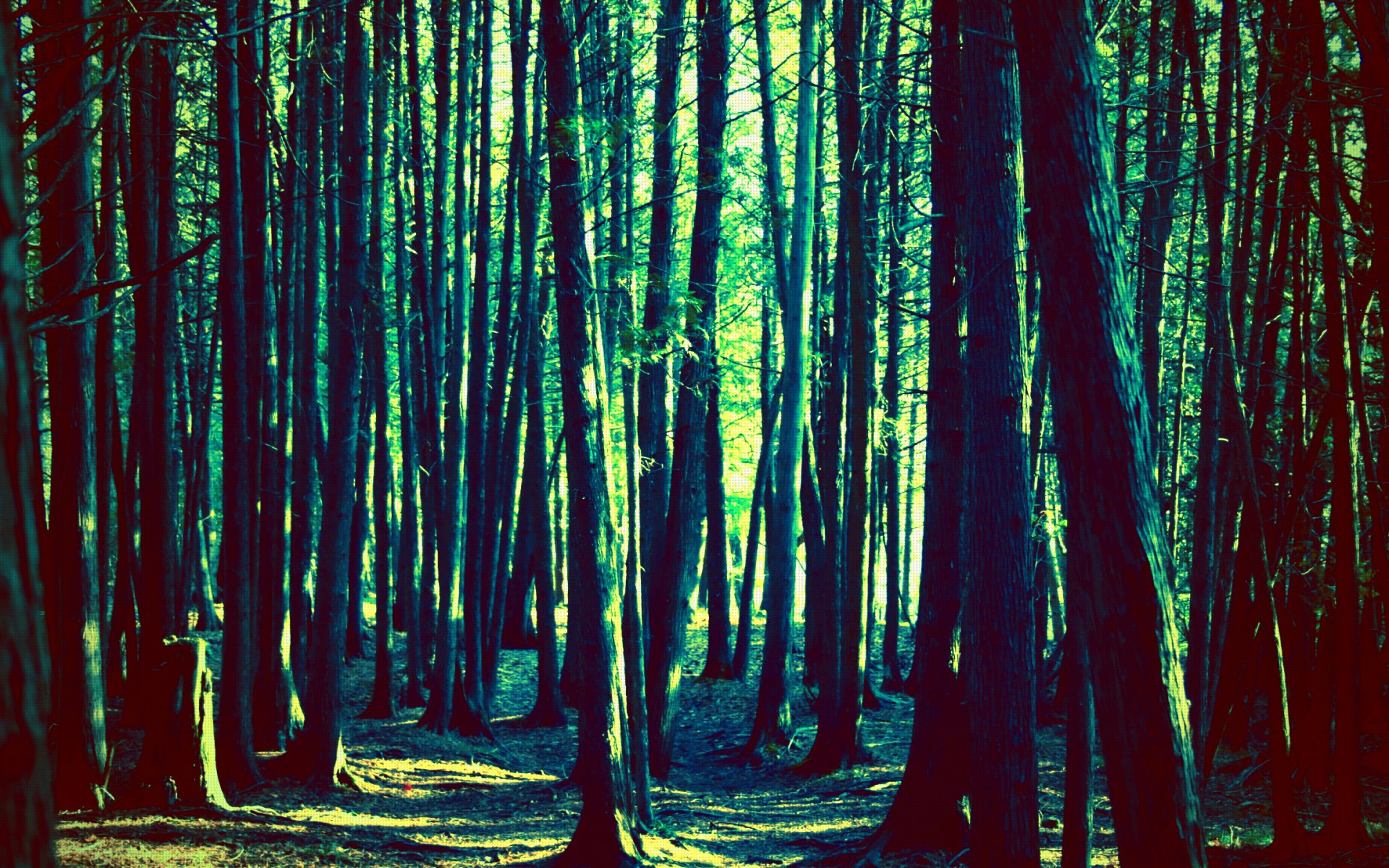 Густой хвойный лес