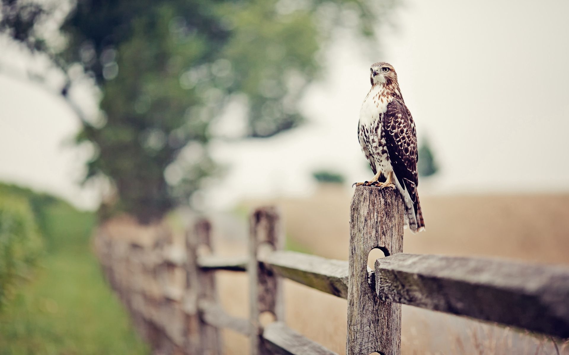falcon, animals, grass, bird, fence
