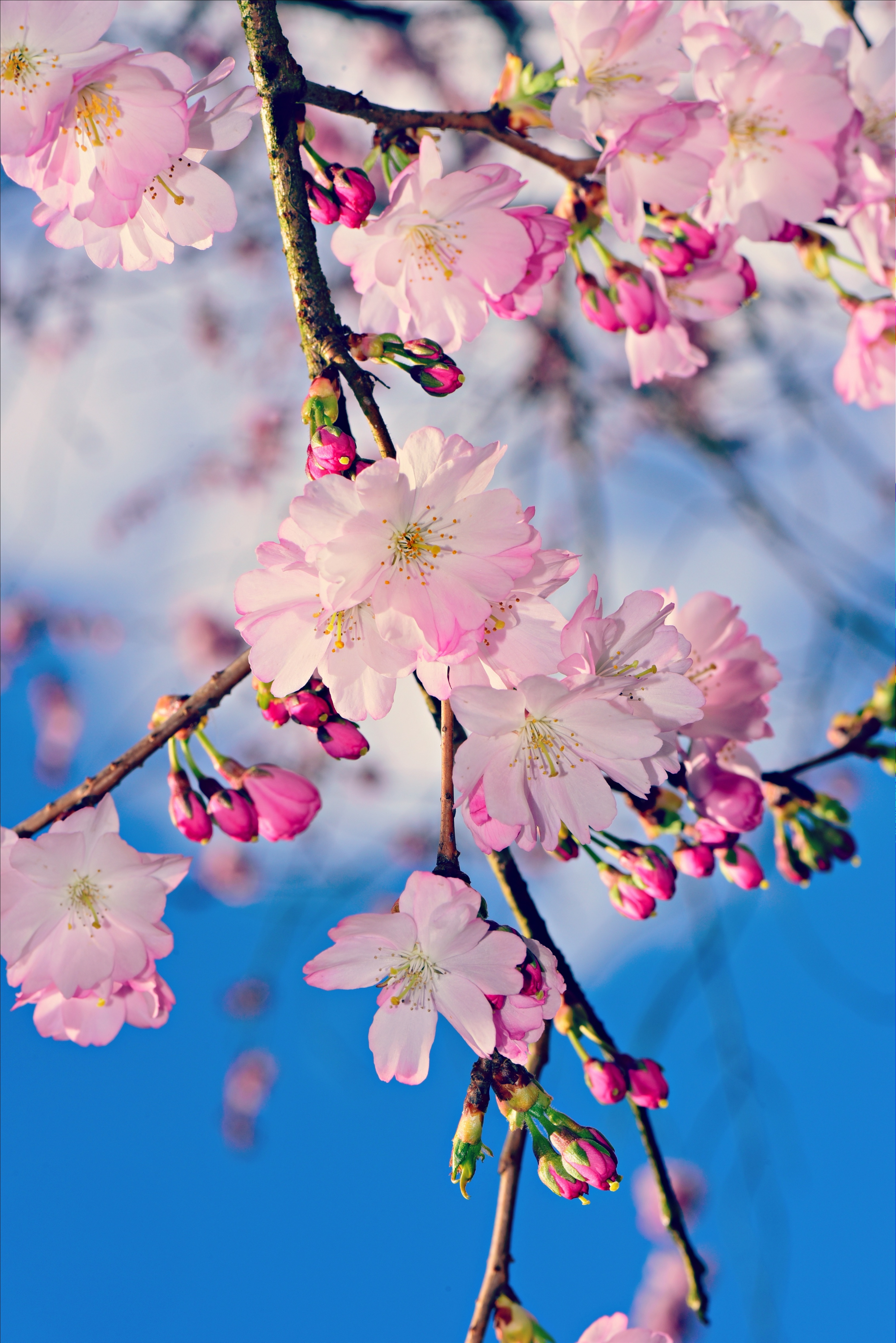 spring, apple tree, pink, flowers, branch, buds