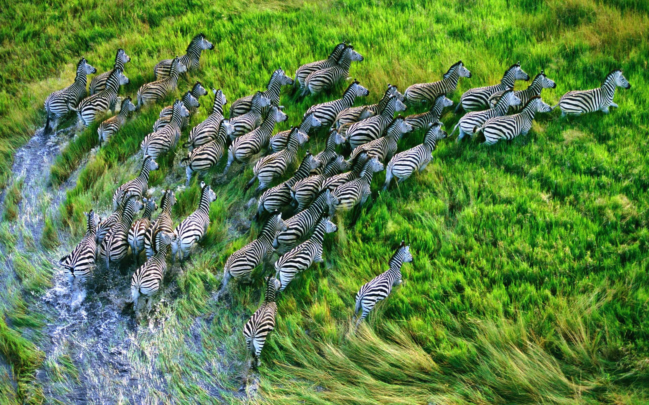 Desktop Backgrounds Grass run away, animals, zebra, herd