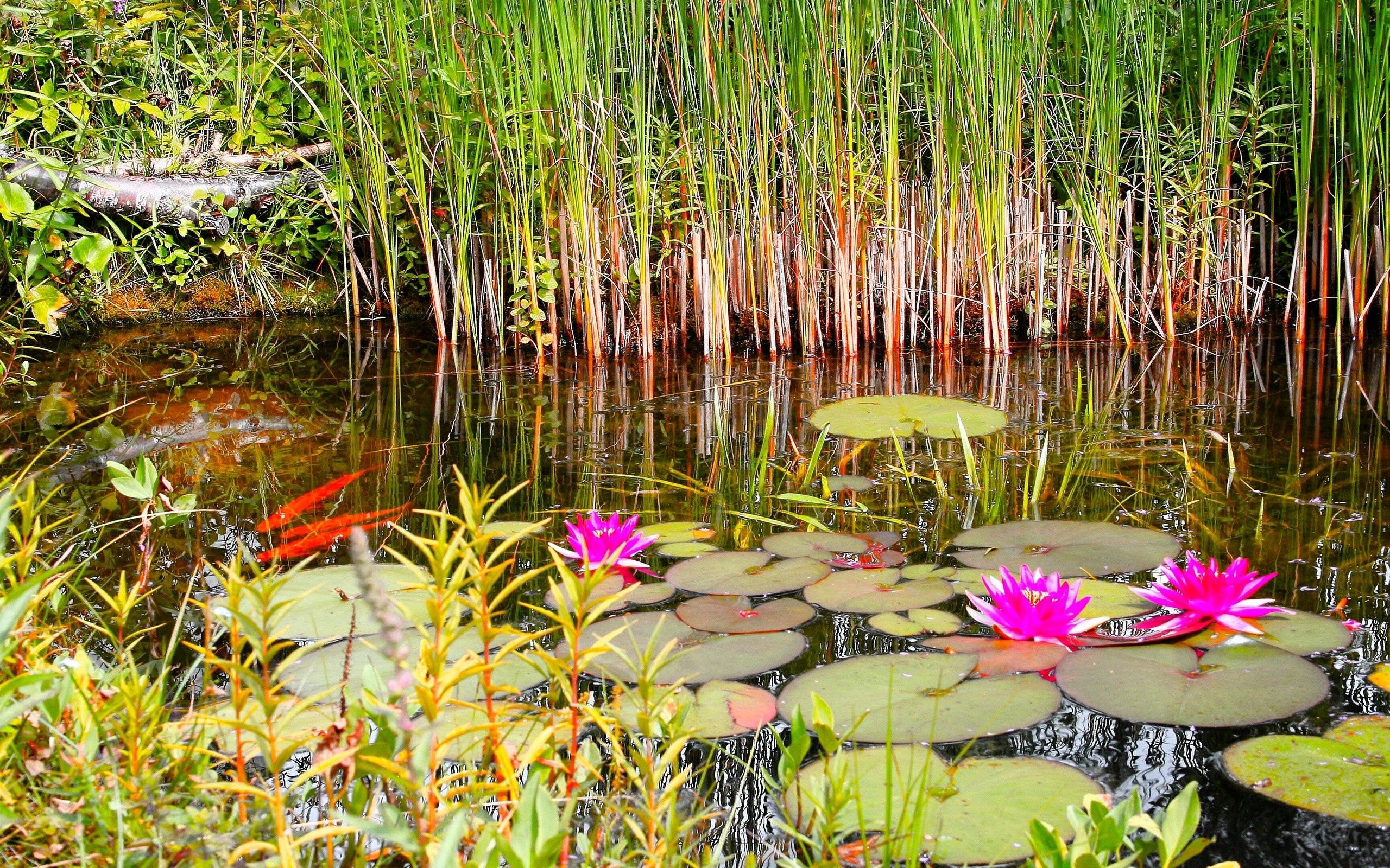 84824 Hintergrundbild herunterladen natur, grass, sommer, swamp, seerosen - Bildschirmschoner und Bilder kostenlos