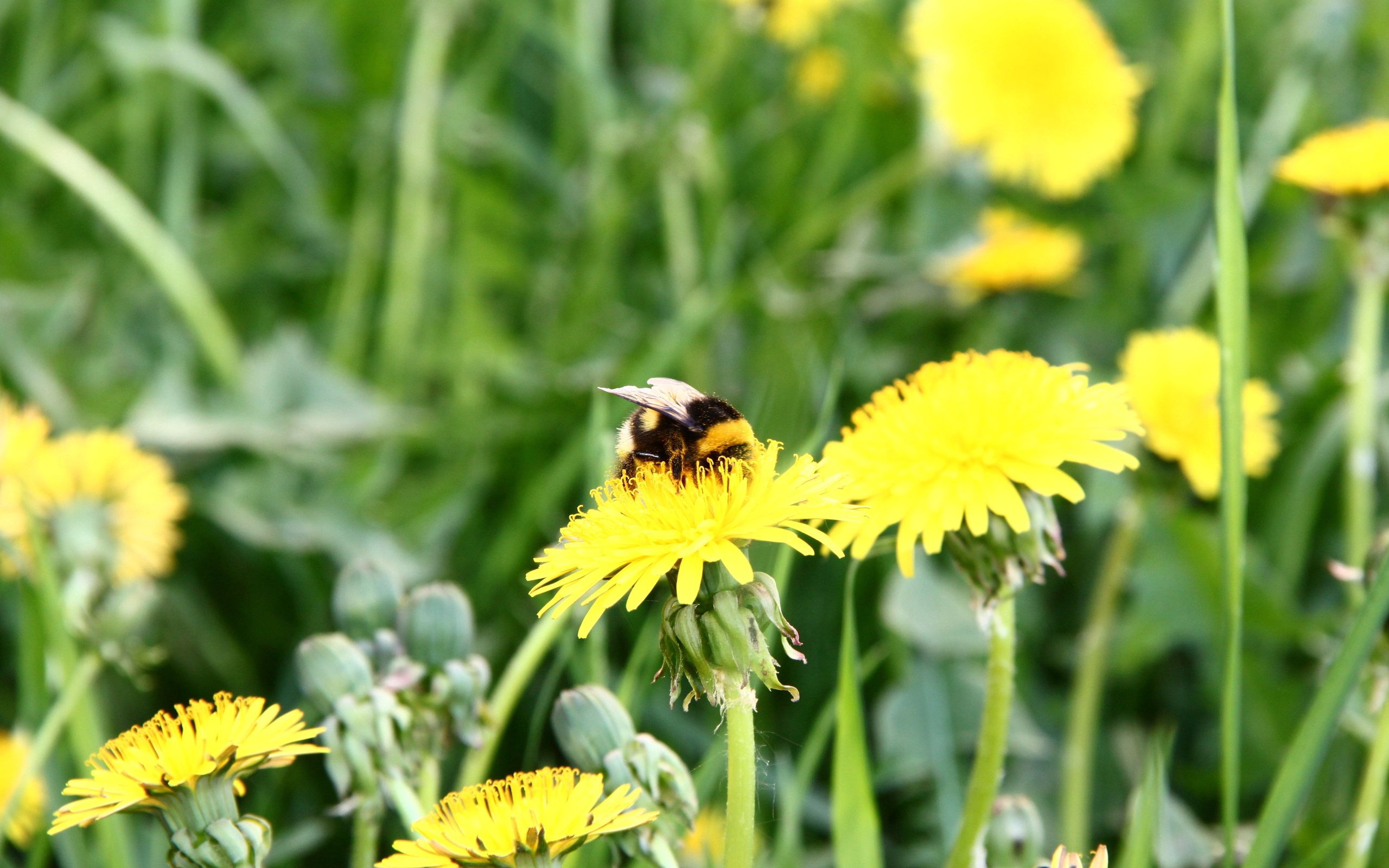 pollination, bee, polyana, macro Dandelion HQ Background Images