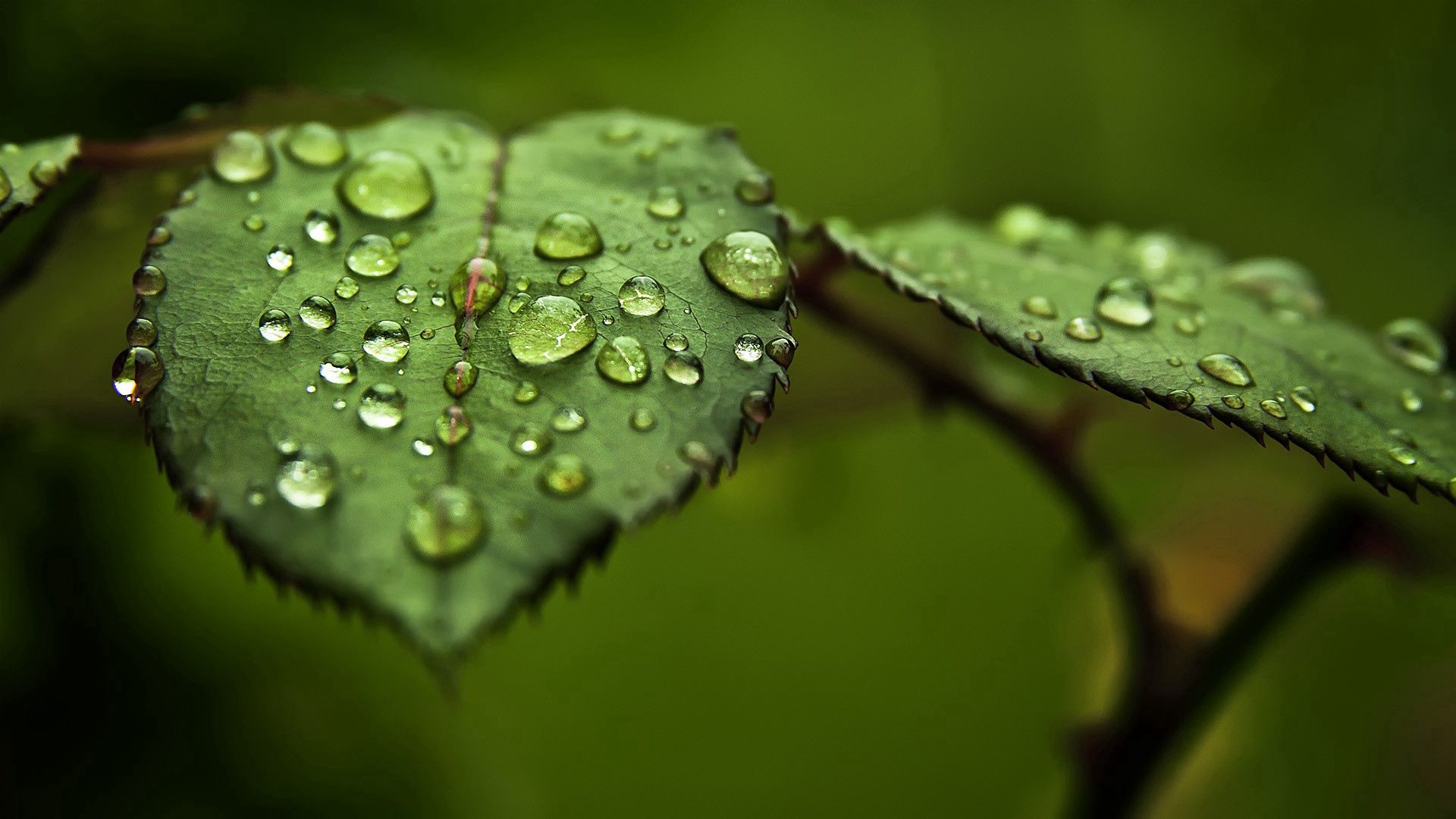 surface, form, leaves, drops, macro Free Stock Photo