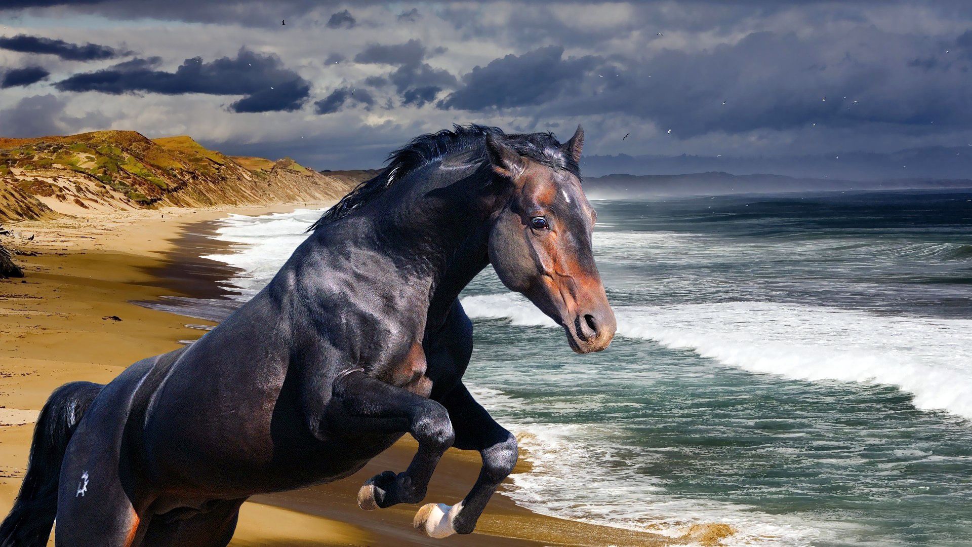 horse, animals, sea, bank, shore, wave 4K Ultra