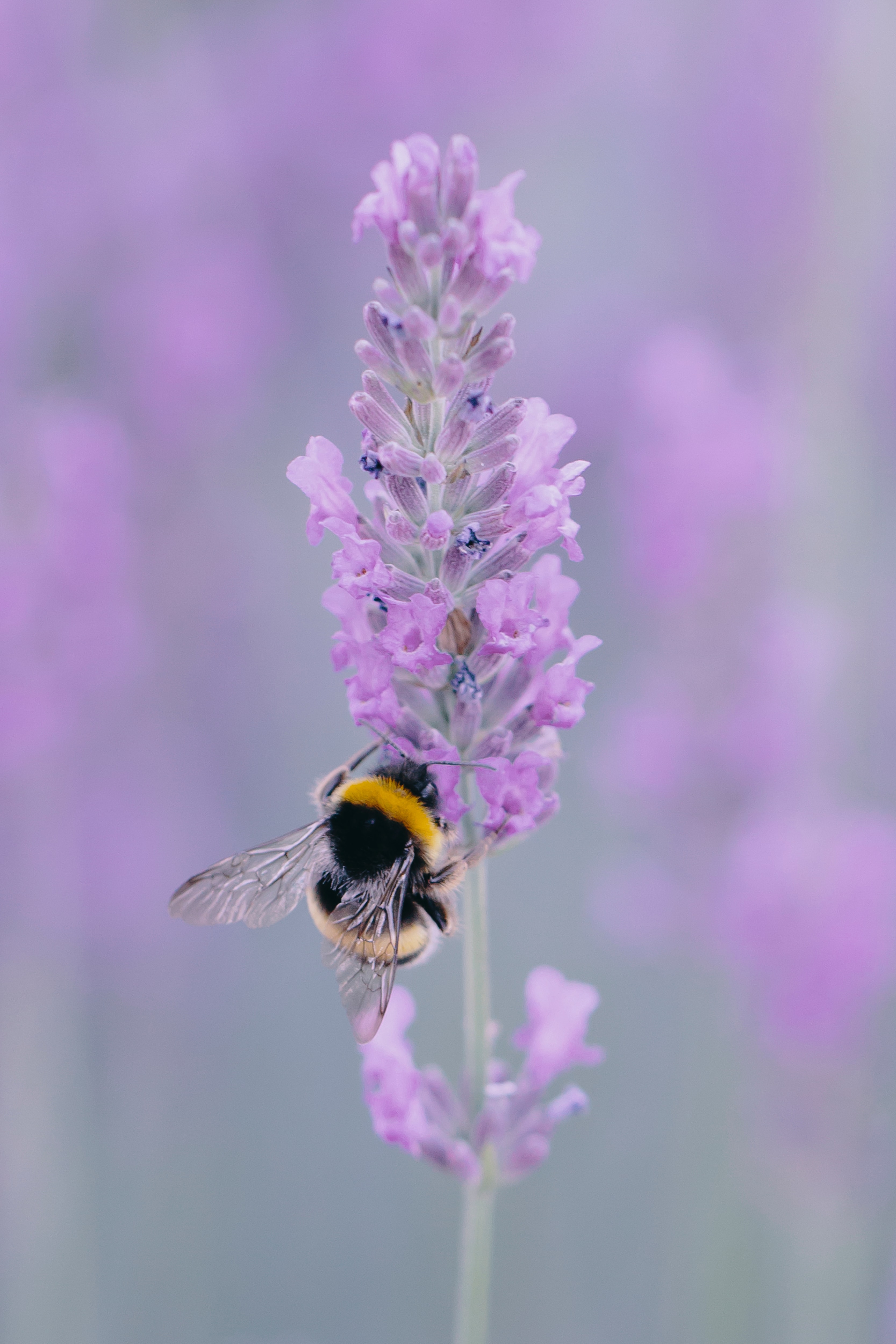 153529 Screensavers and Wallpapers Bee for phone. Download flower, macro, bee, wings, lavender pictures for free