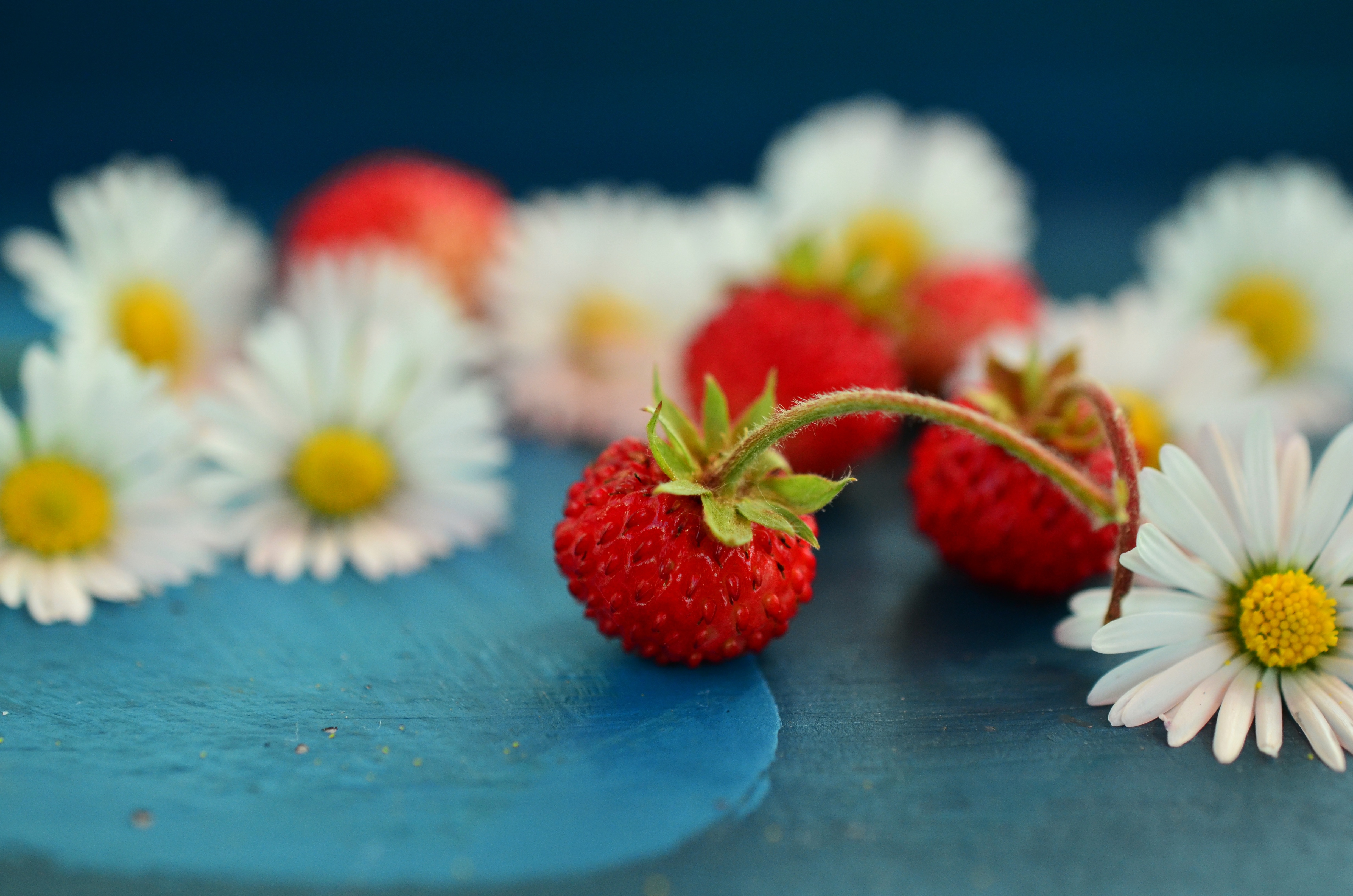 wild strawberries, food, berries, camomile HD Wallpaper for Phone