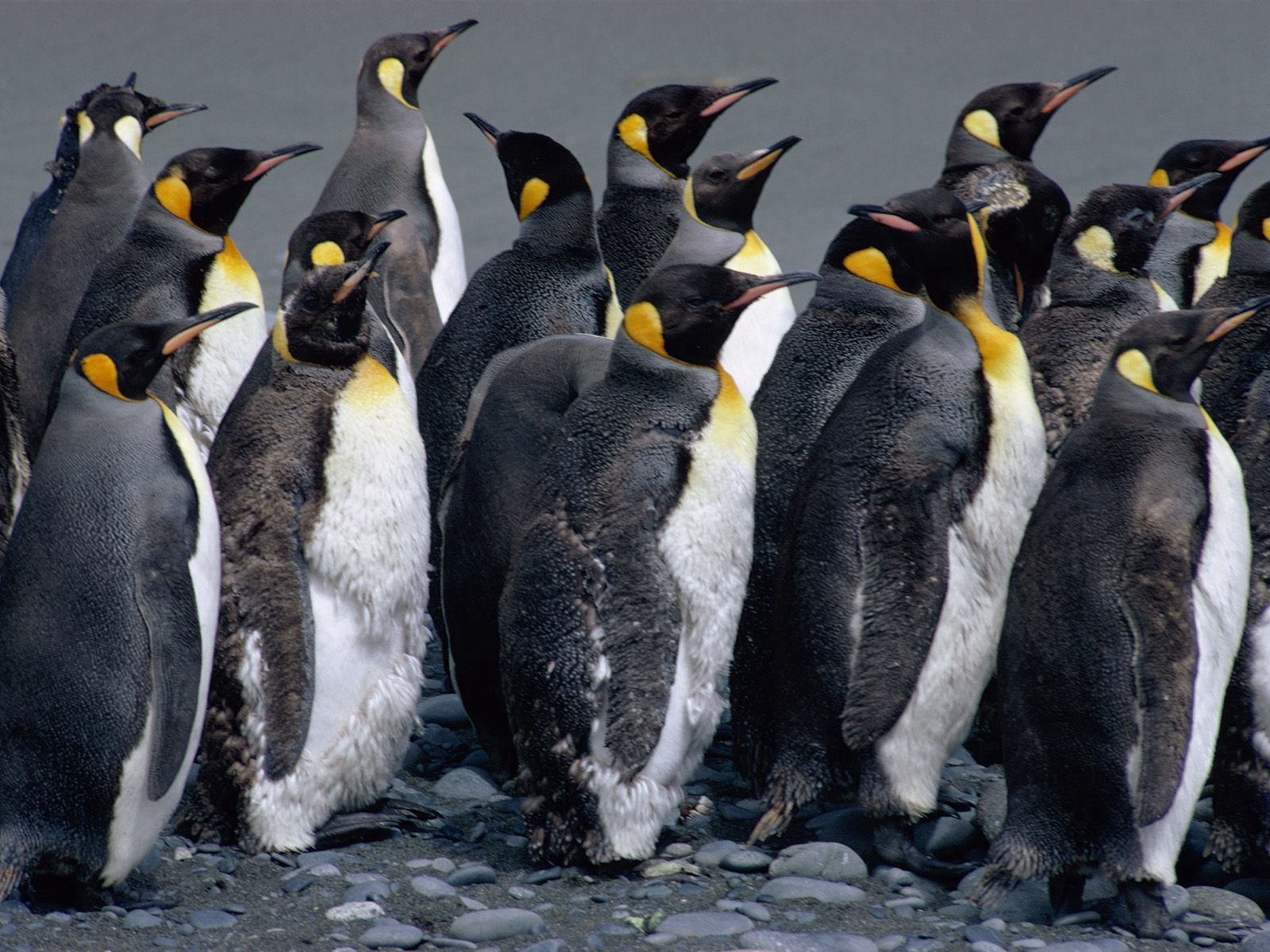116435 Hintergrundbilder und Pinguins Bilder auf dem Desktop. Laden Sie sprühen, tiere, herde, wasser Bildschirmschoner kostenlos auf den PC herunter