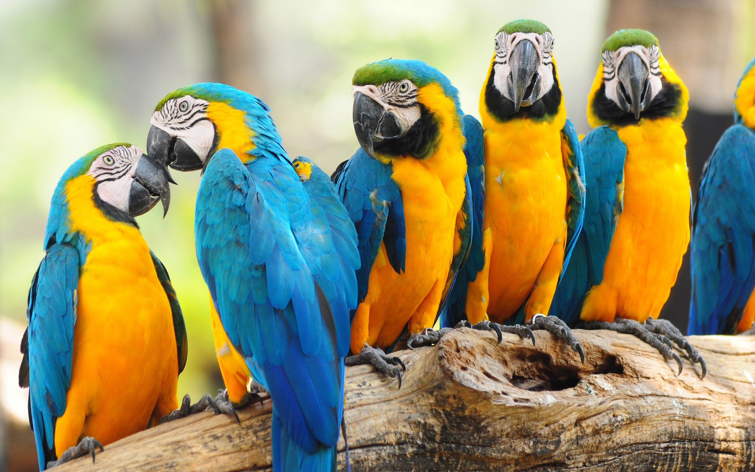 Laden Sie das Papageien, Tiere, Vögel-Bild kostenlos auf Ihren PC-Desktop herunter