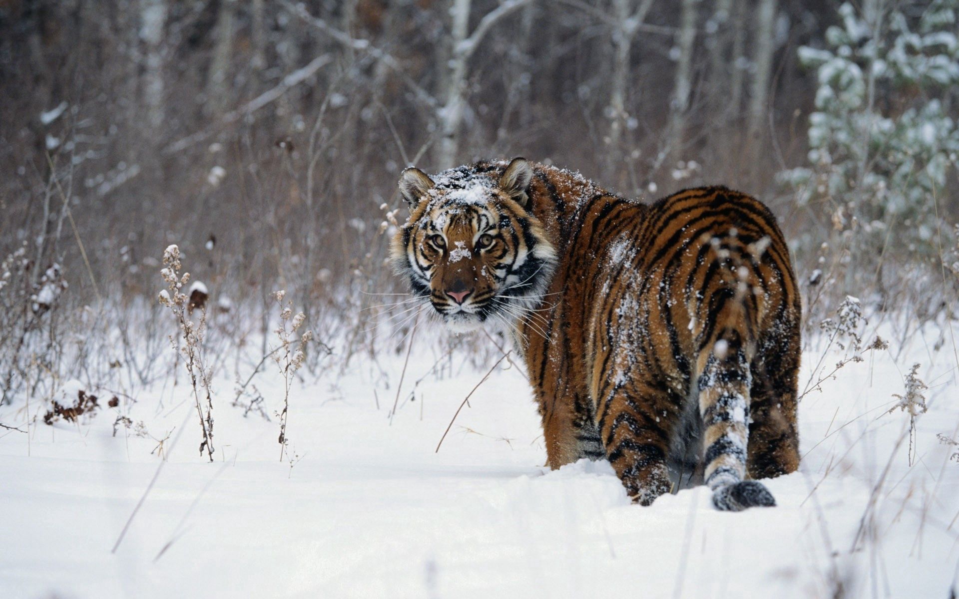 snow, animals, winter, stroll, tiger wallpapers for tablet