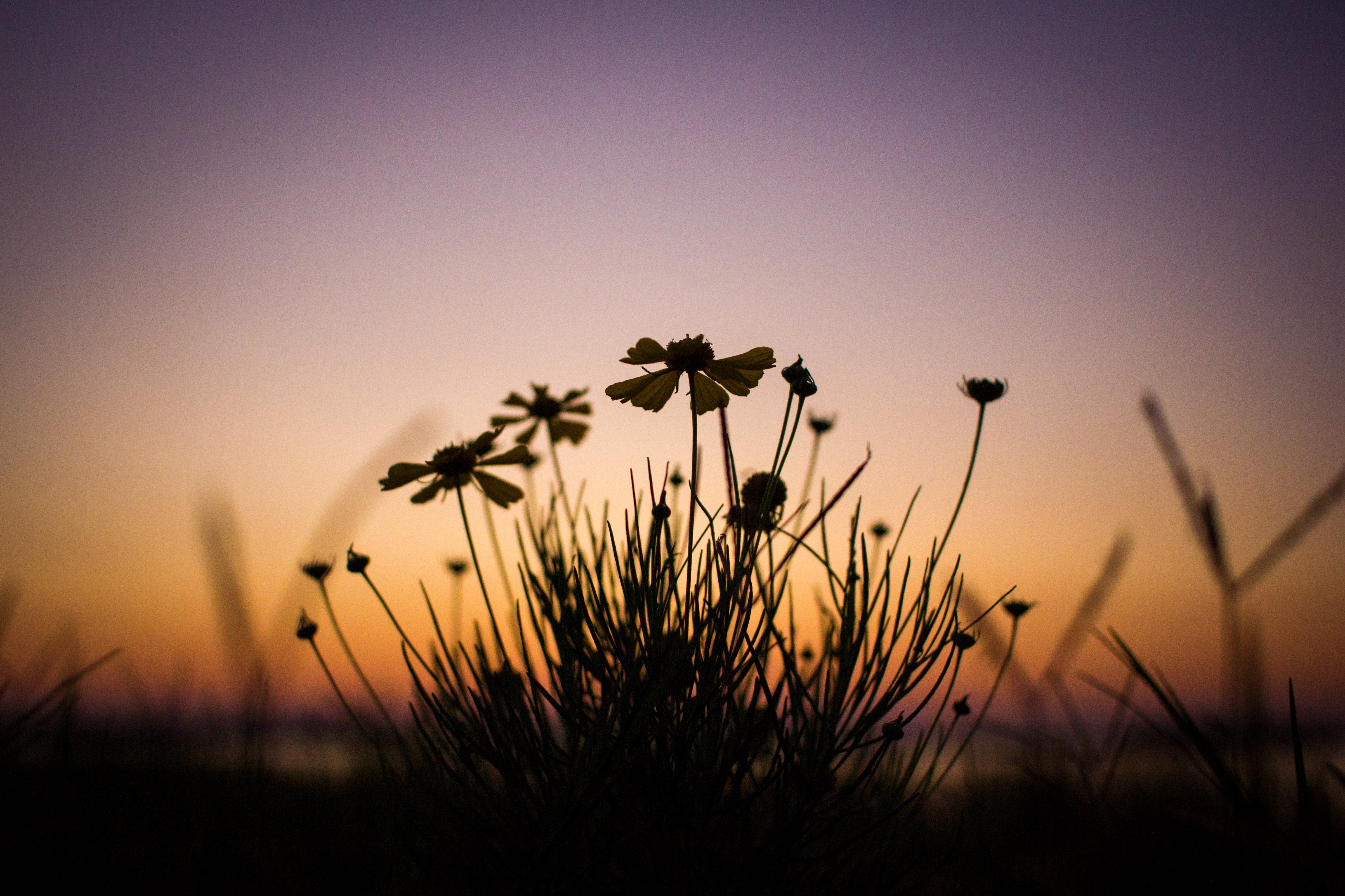 plant, dusk, twilight, flowers, dark cellphone